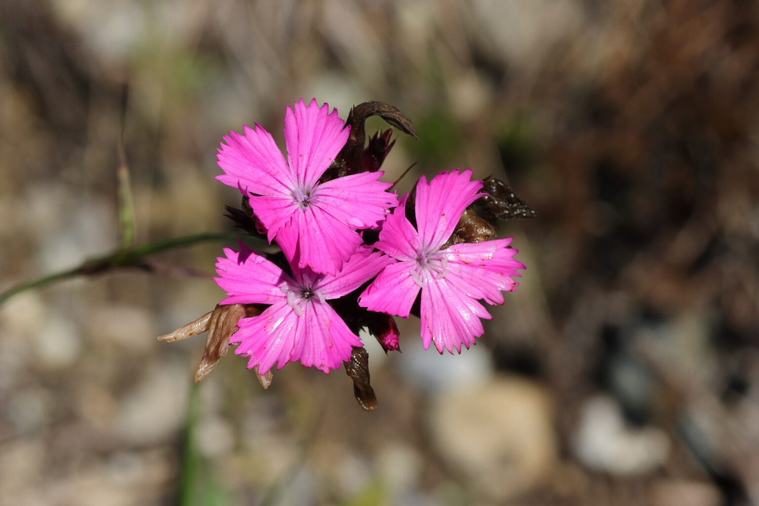 KarthäuserNelke (Dianthus carthusianorum) Blumen und Natur