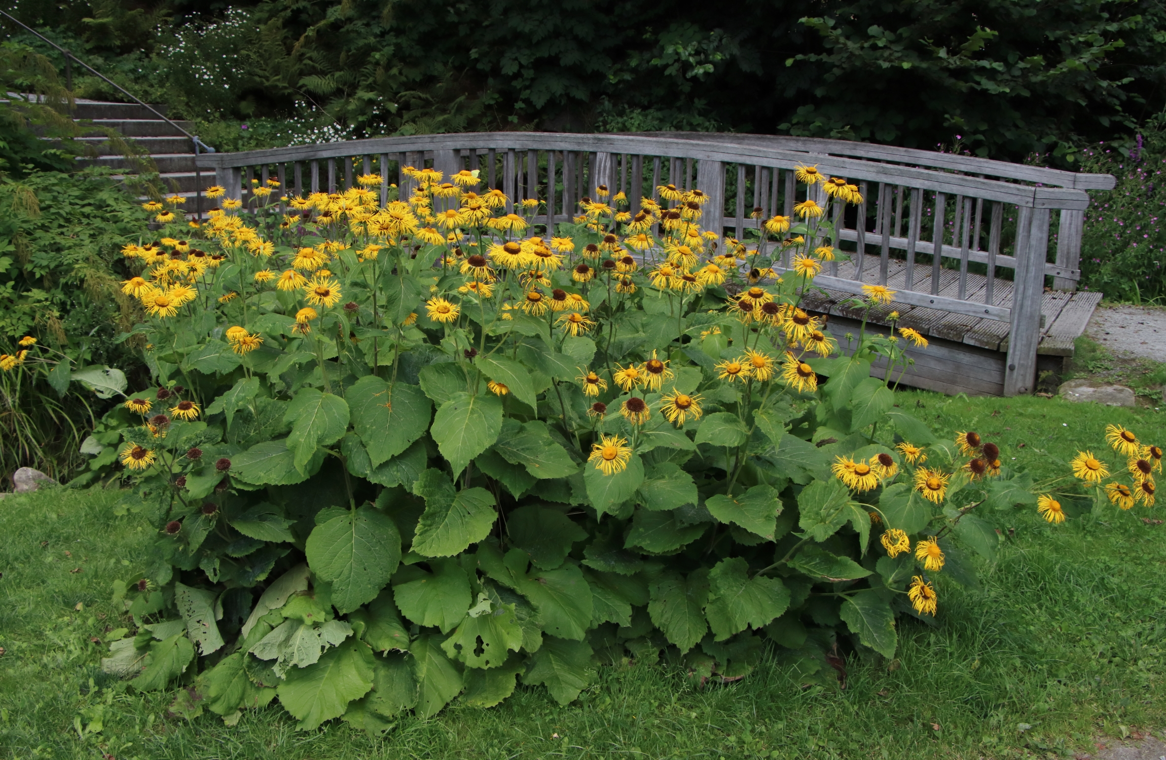 Eine Gruppe der Telekien. Eine Vielzahl der Blüten sind gelb gefärbt. Nach dem Verblühen färben sich diese bräunlich. Die Blätter haben eine Herzform und sitzen an den Stängeln. Im Hintergrund ist eine gebogene Holzbrücke über einen kleinen Bach. Links gehen Treppenstufen nach oben.
