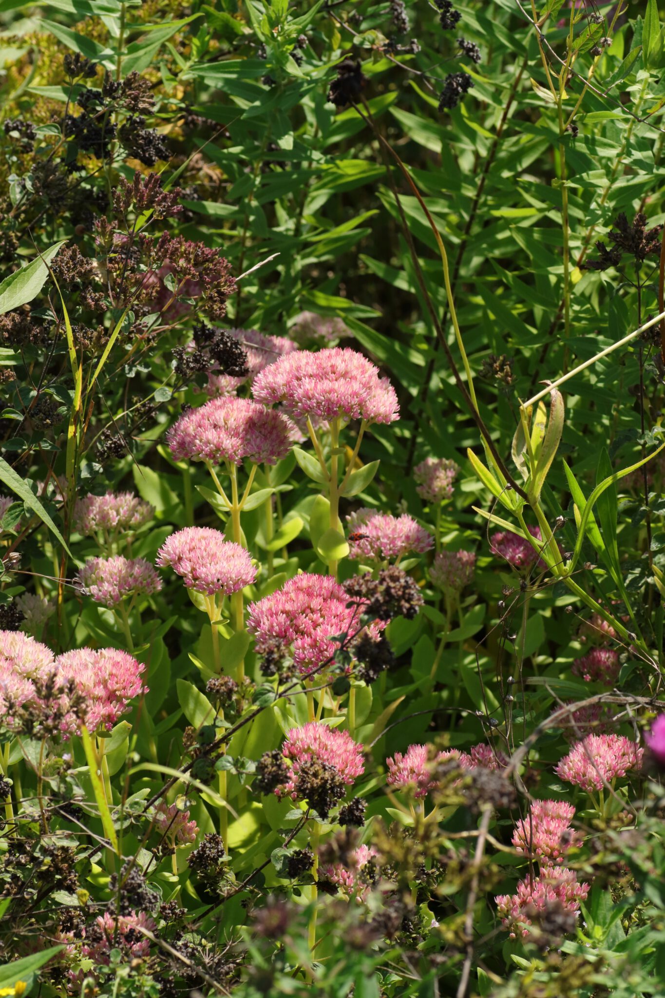 (Purpur)Fetthenne (Sedum telephium) Blumen und Natur