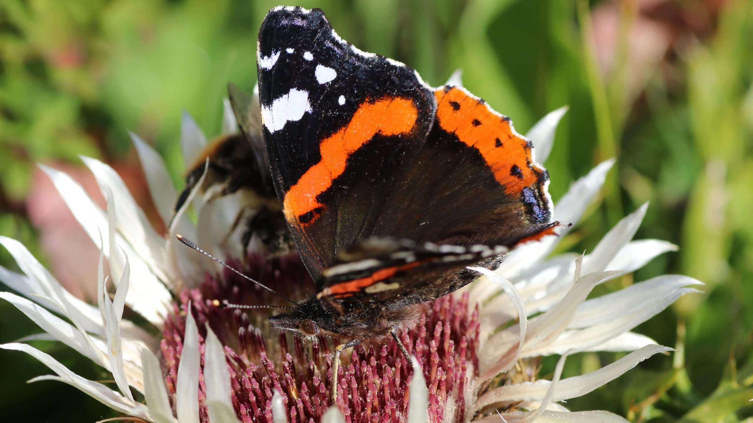 Butterflies - Red admiral on a silver thistle