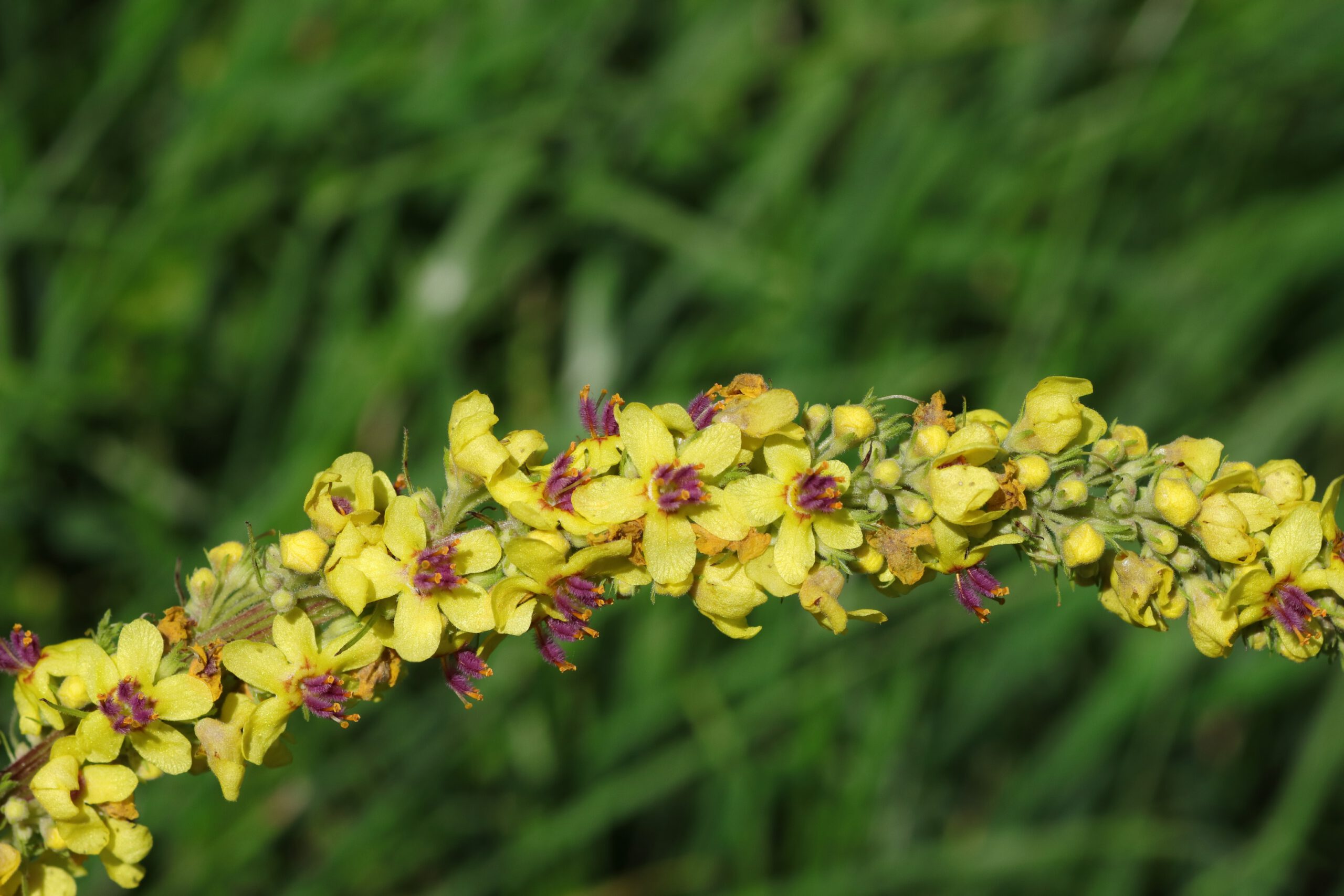 Die schwarze Königskerze besitzt gelb gefärbte Blütenblätter und violette Staubblätter. Die Blütenstände bestehen aus einer Vielzahl von Blüten und sind länglich aufgebaut.