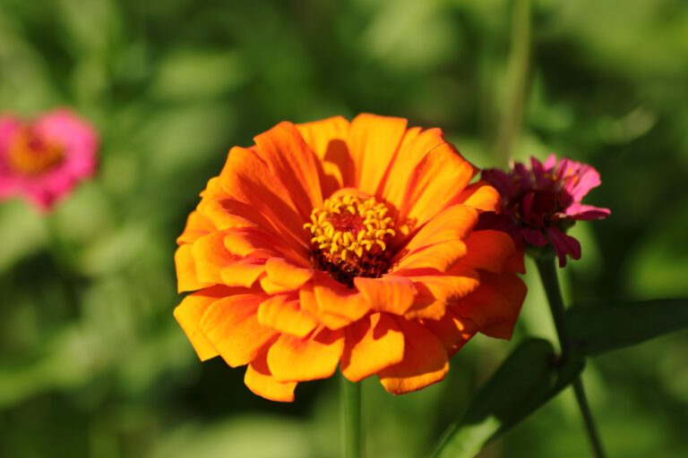 Zinnie (Zinnia elegans - Hybride) – Blumen und Natur