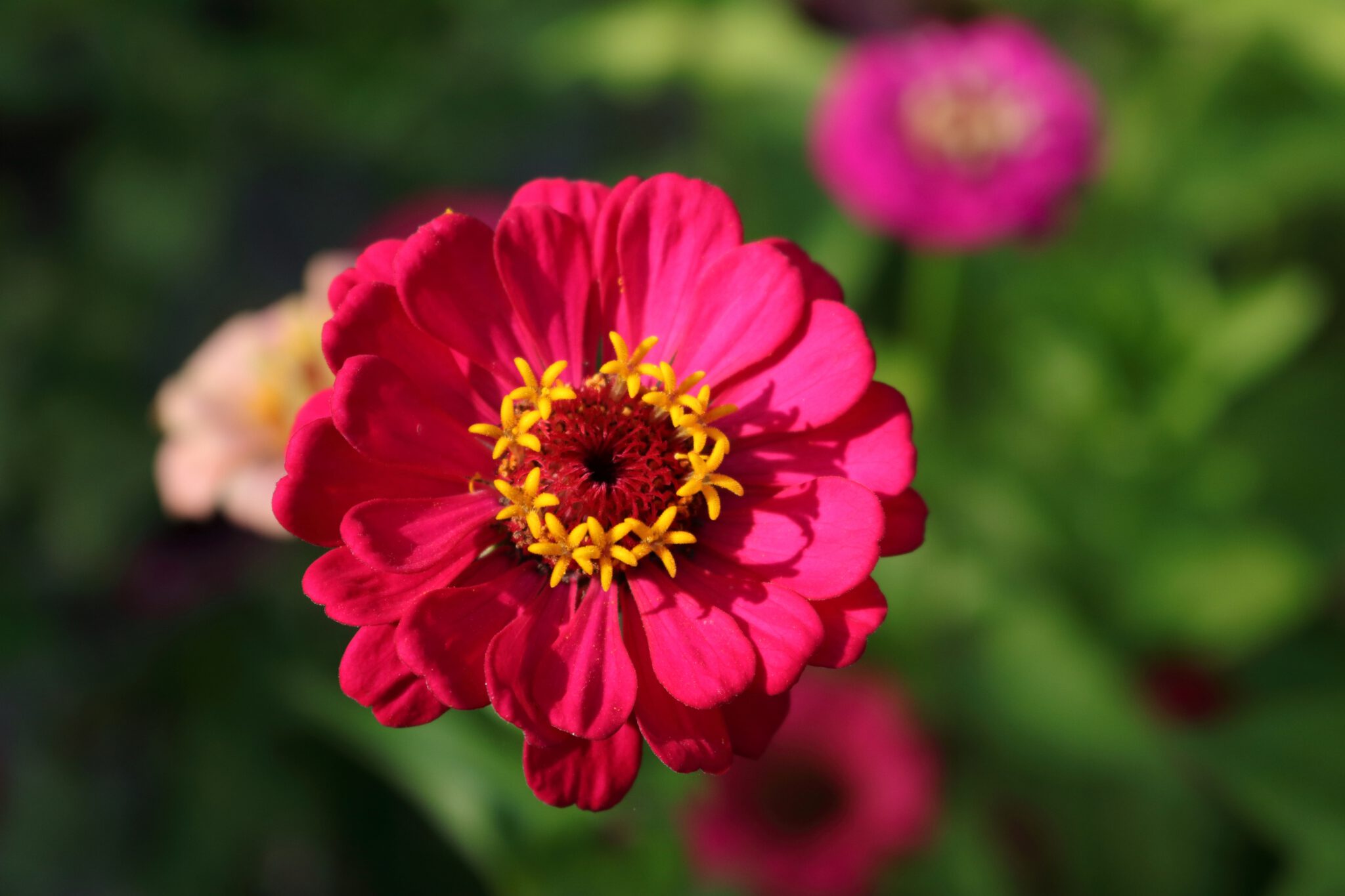 Zinnie (Zinnia elegans Hybride) Blumen und Natur