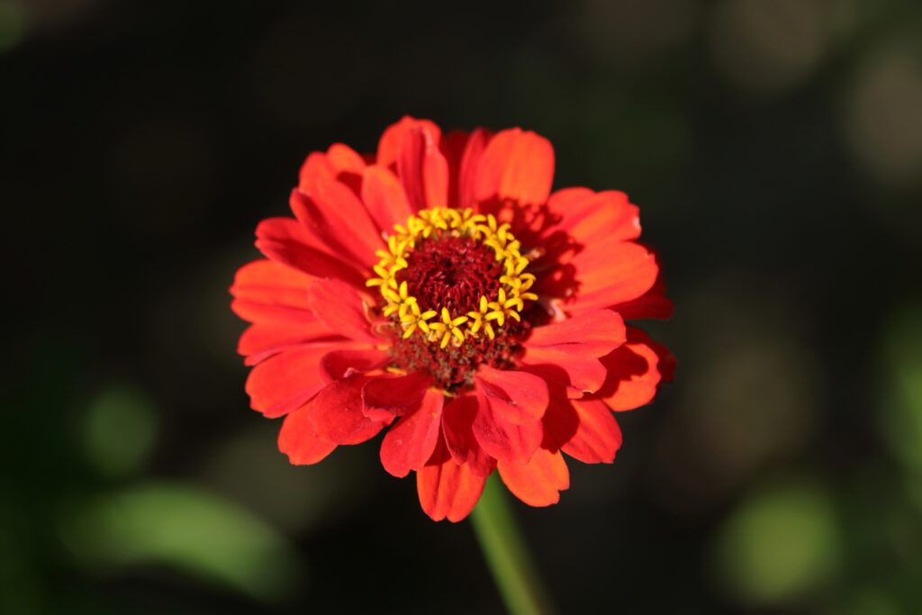 Zinnie (Zinnia elegans Hybride) Blumen und Natur