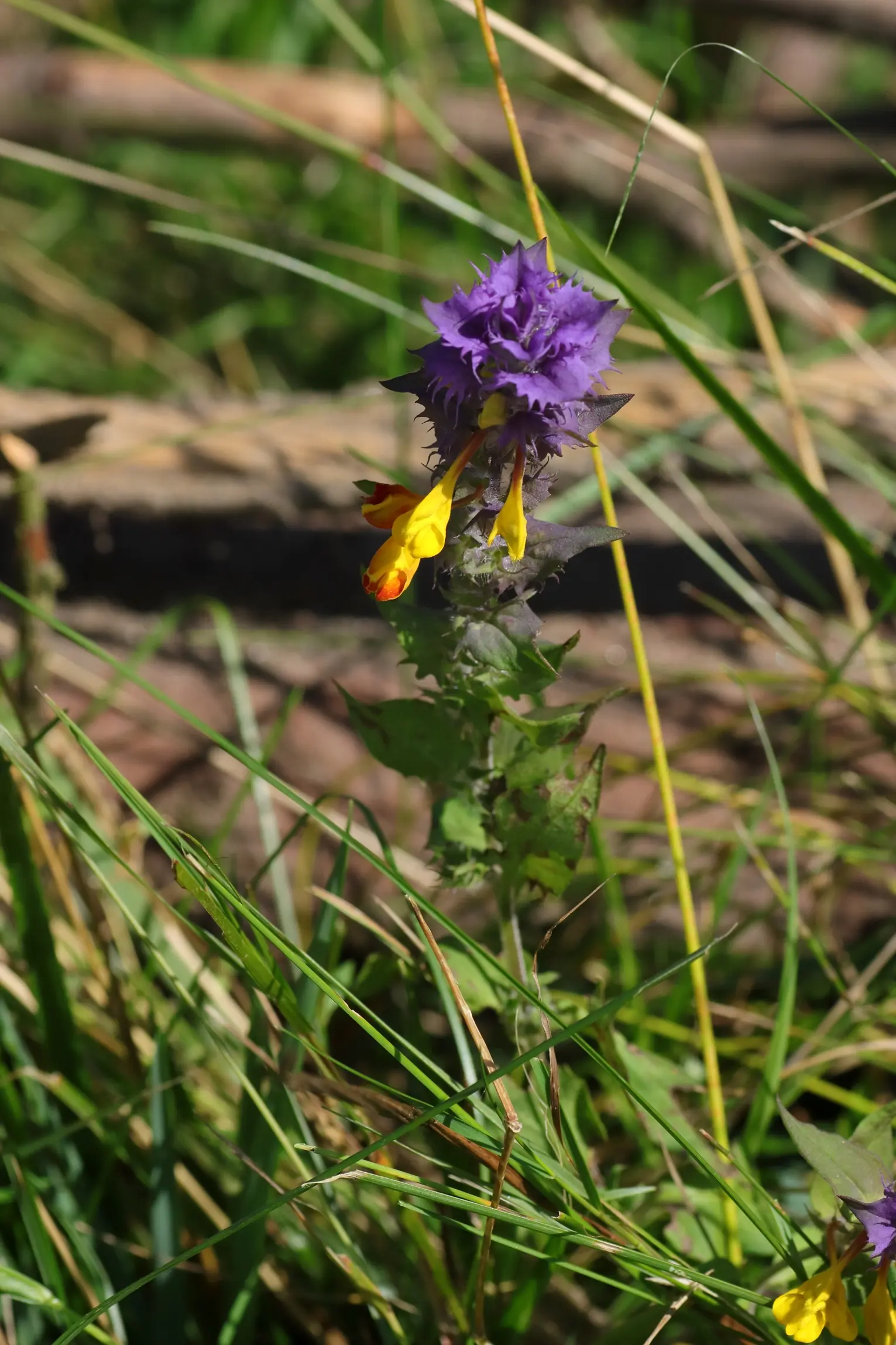 Blüten des Hain-Wachtelweizen