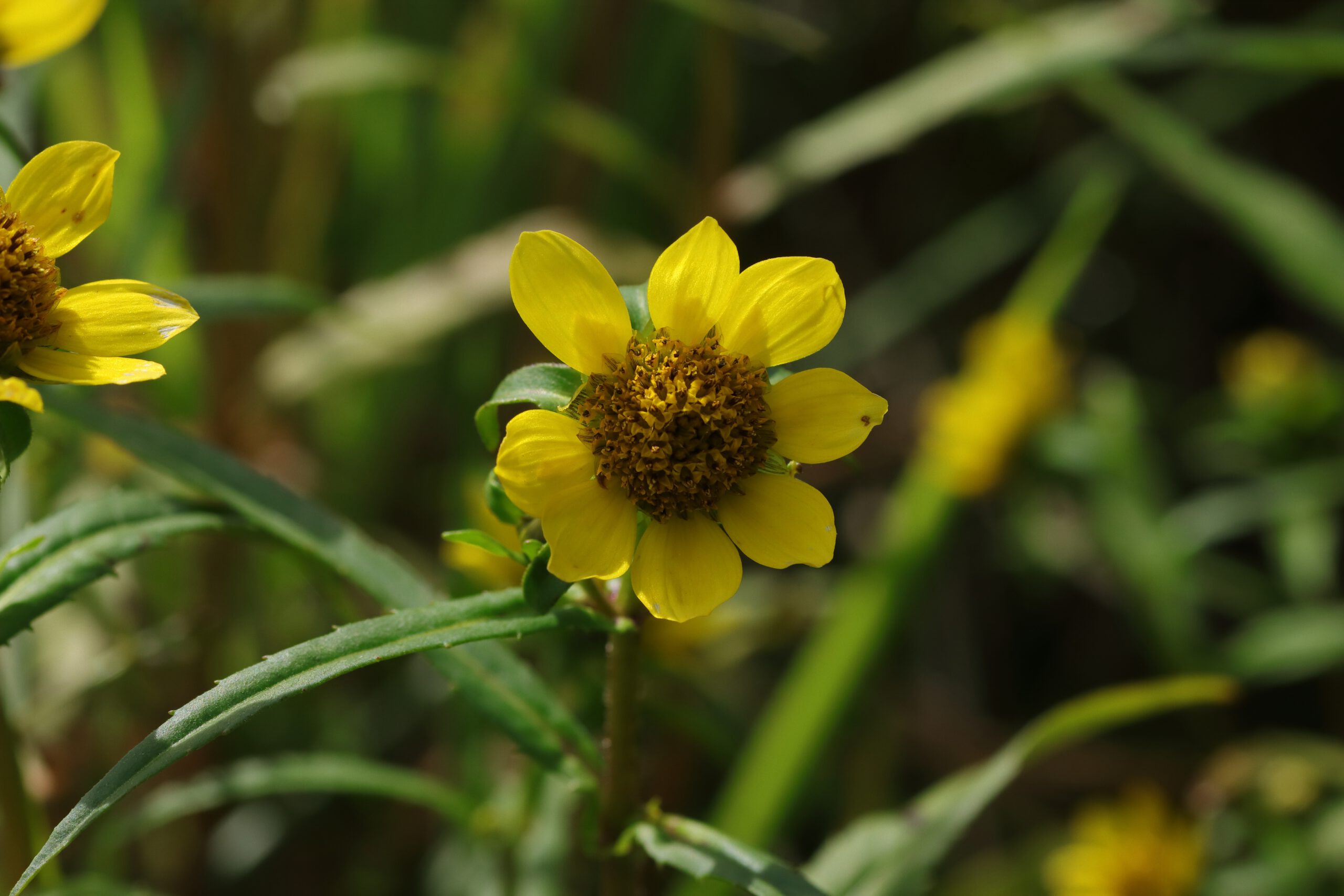 Nickender Zweizahn (Bidens cernuus) - Blumen und Natur