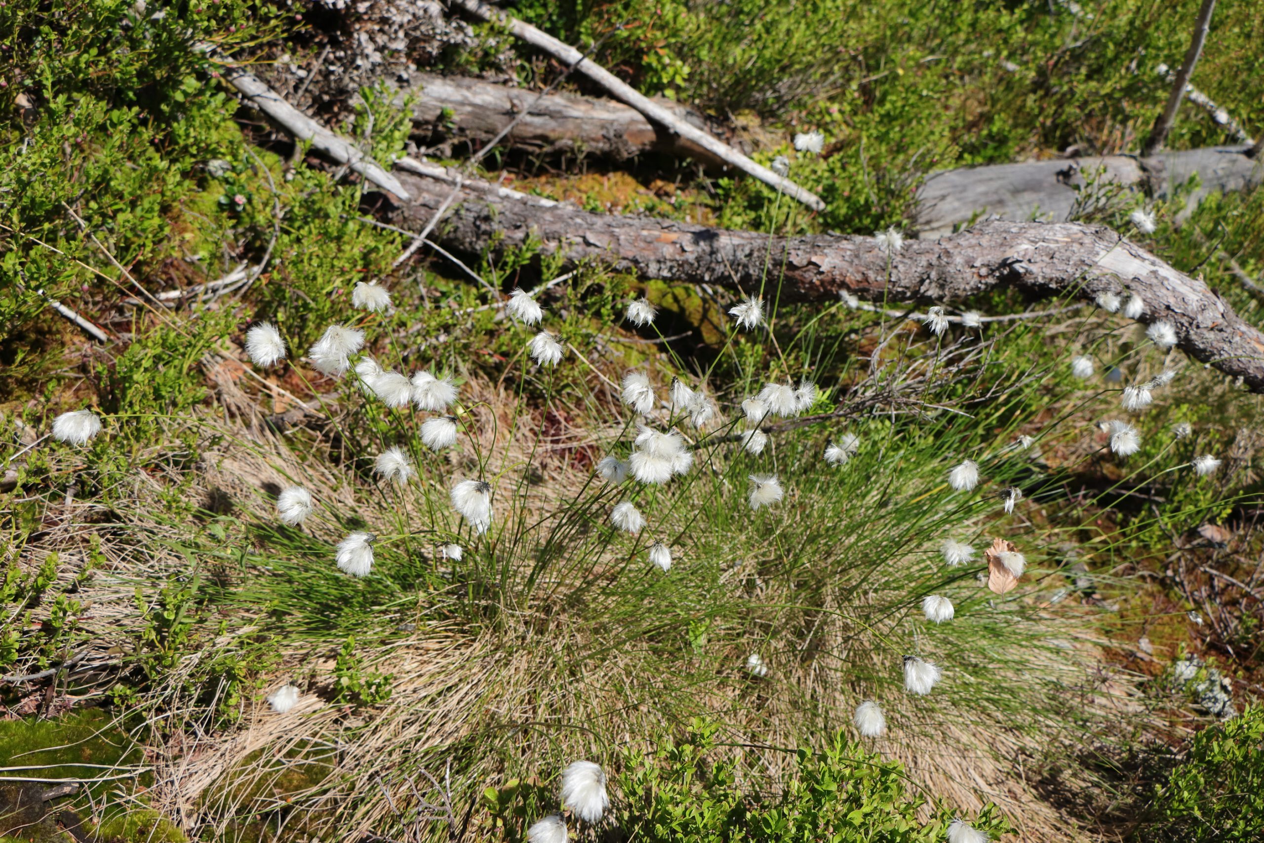Ein Büschel von Scheiden-Wollgras auf dem Moorboden. In der Mitte sind die weißen Blütenstande, im Hintergrund liegt der Ast einer alten Kiefer.