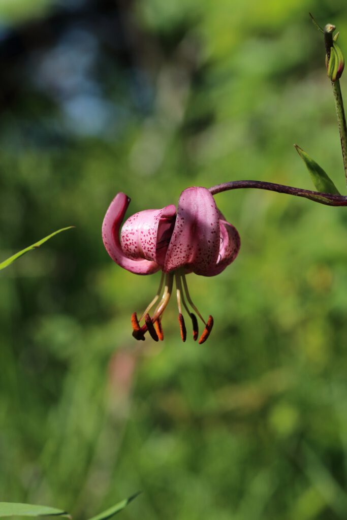 Türkenbund-Lilie - die rosa Blüte mit grünen Staubfäden und orangenen Staubblättern.