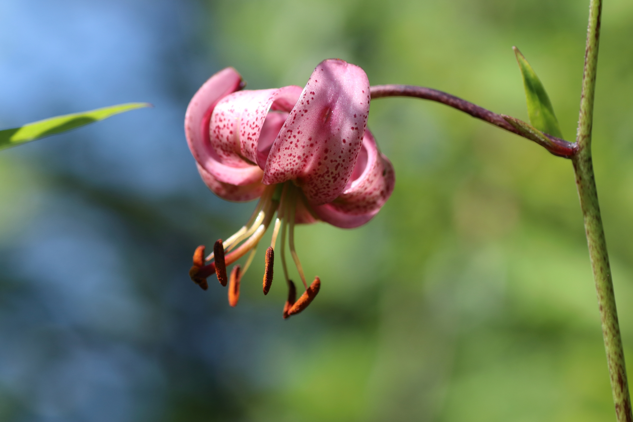 Die Blüte der Türkenbund-Lilie