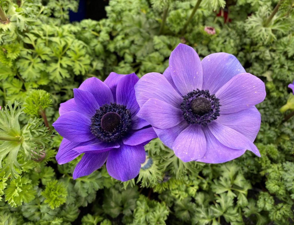 Kronen-Anemone - Blüte violett