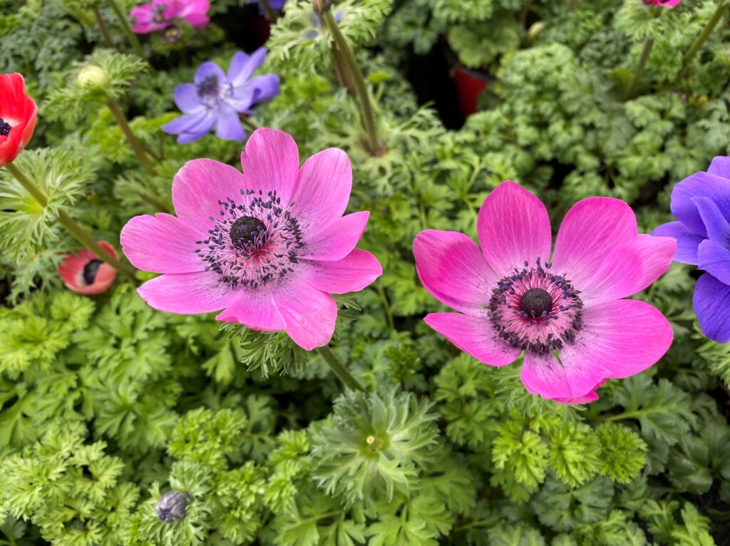 Kronen-Anemone - Blüte rosa