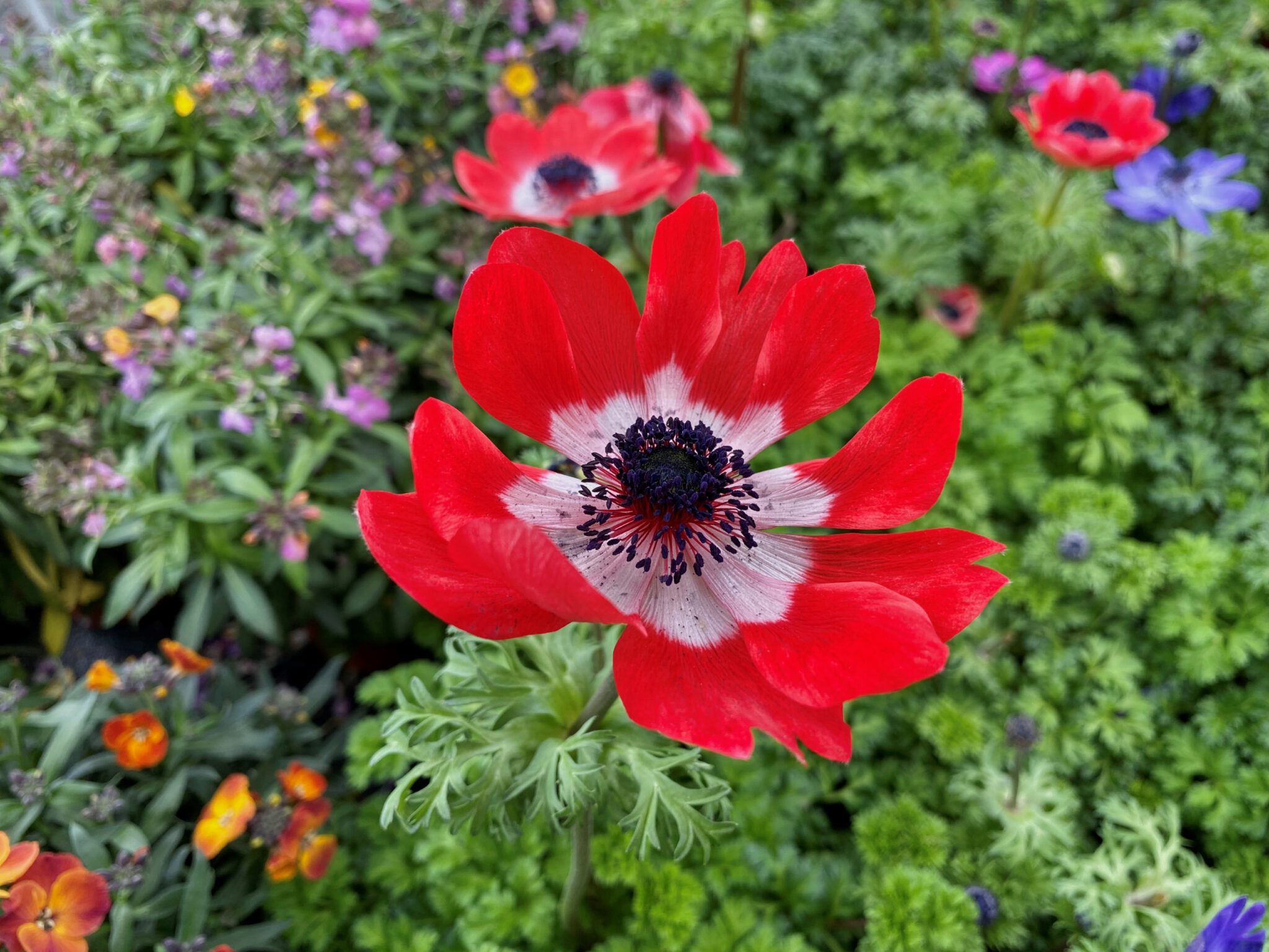 KronenAnemone (Anemone coronaria) Blumen und Natur