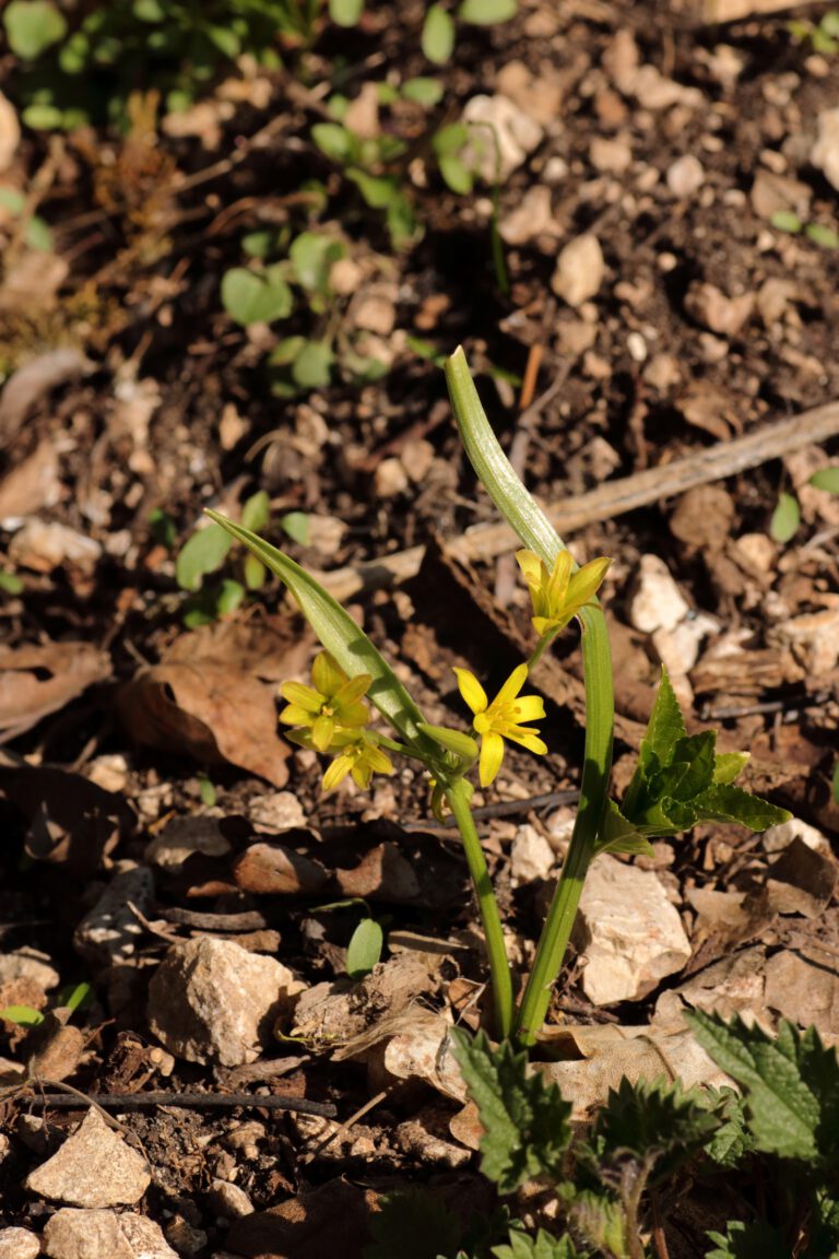 WaldGelbstern (Gagea lutea) Blumen und Natur