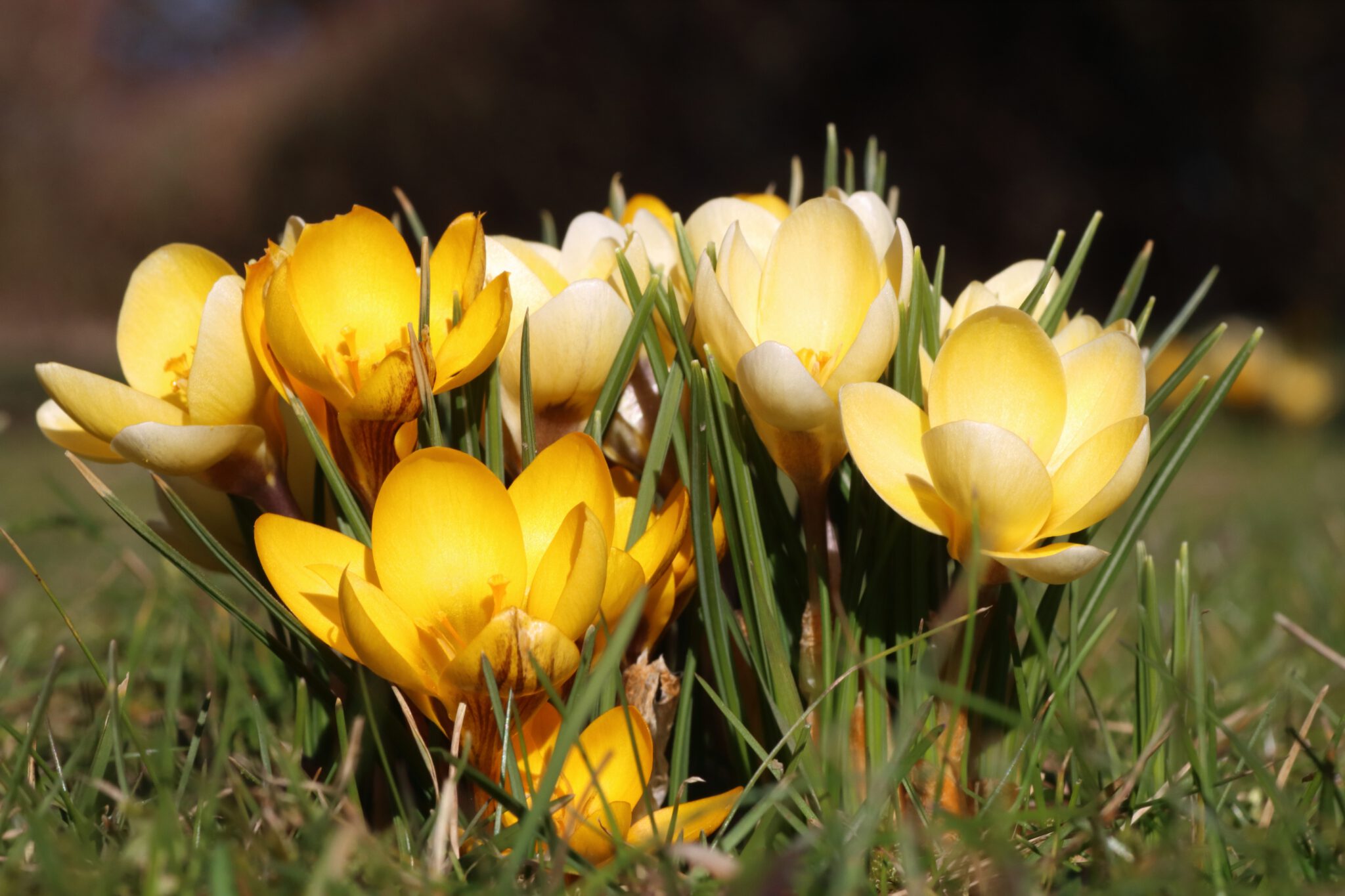 GoldKrokus / Gelber Krokus (Crocus flavus) Blumen und Natur