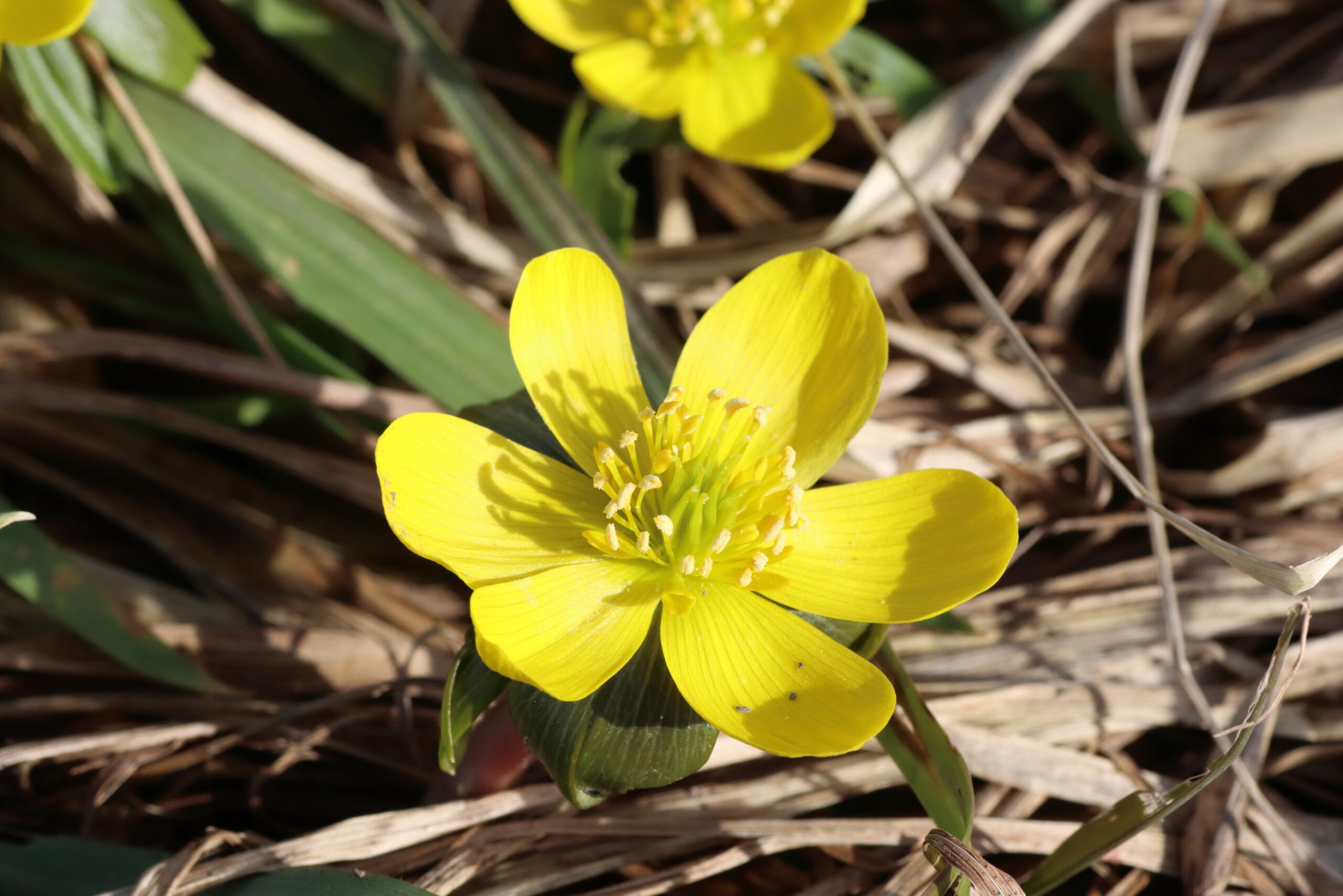 Winter aconite - yellow blossom in detail