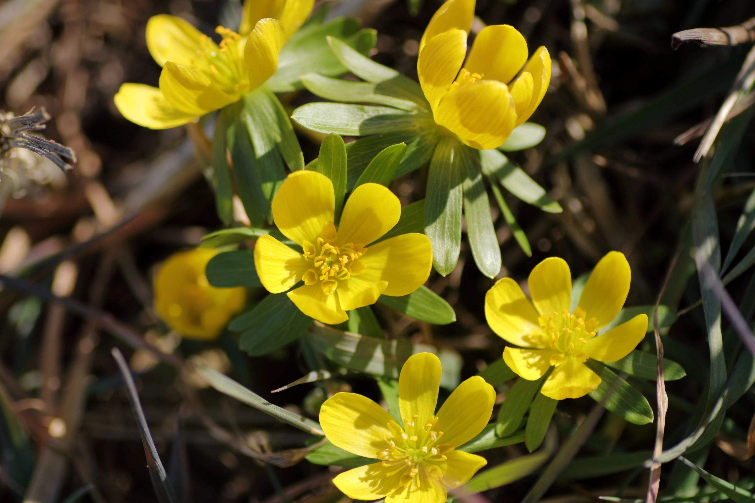 Winterlinge - 5 gelb gefärbte Blüten im Detail