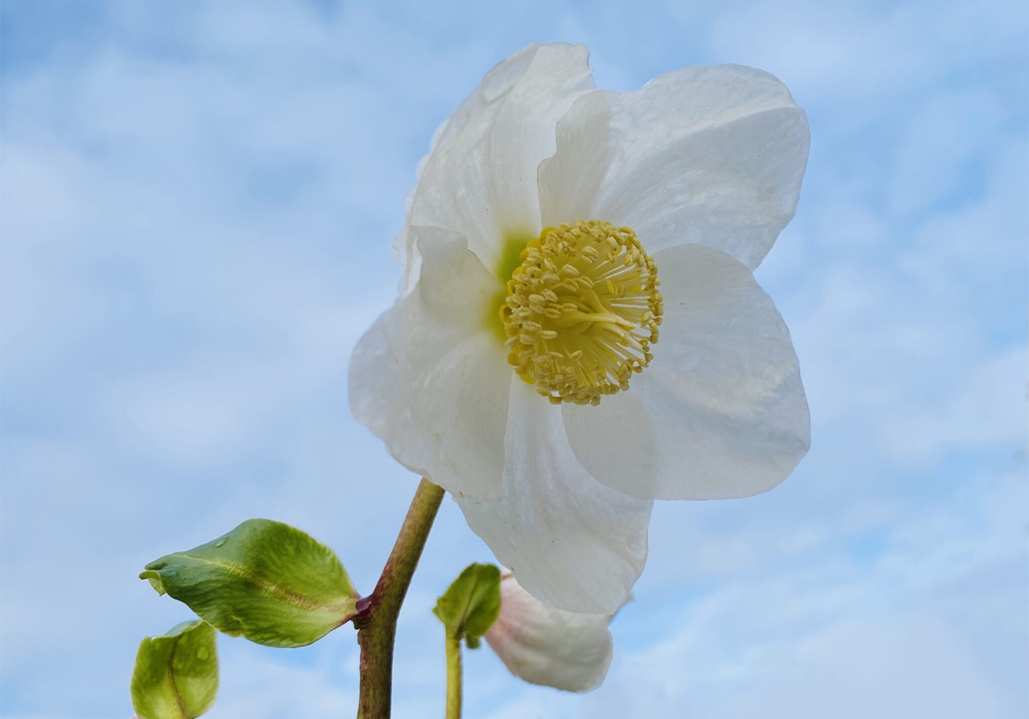"Christrose / Lenzrose" (Helleborus niger) Blumen und Natur