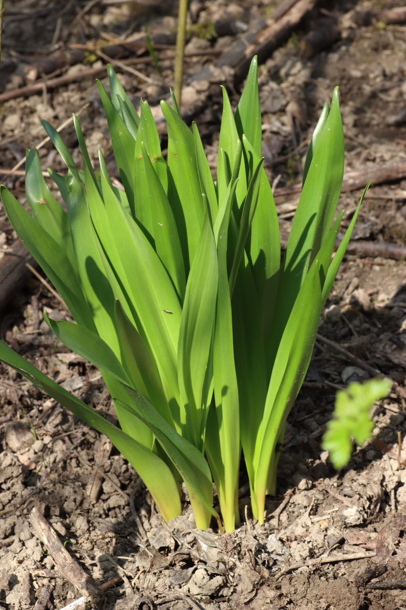 Herbstzeitlose (Colchicum autumnale) Blumen und Natur