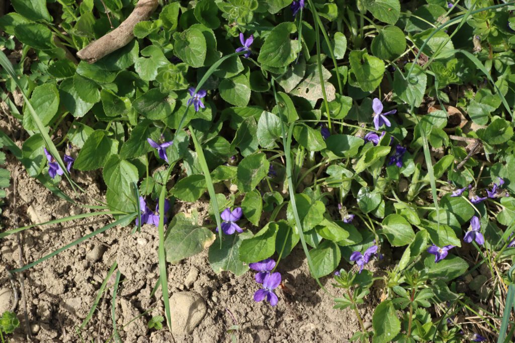 hain-veilchen-viola-riviniana-blumen-und-natur