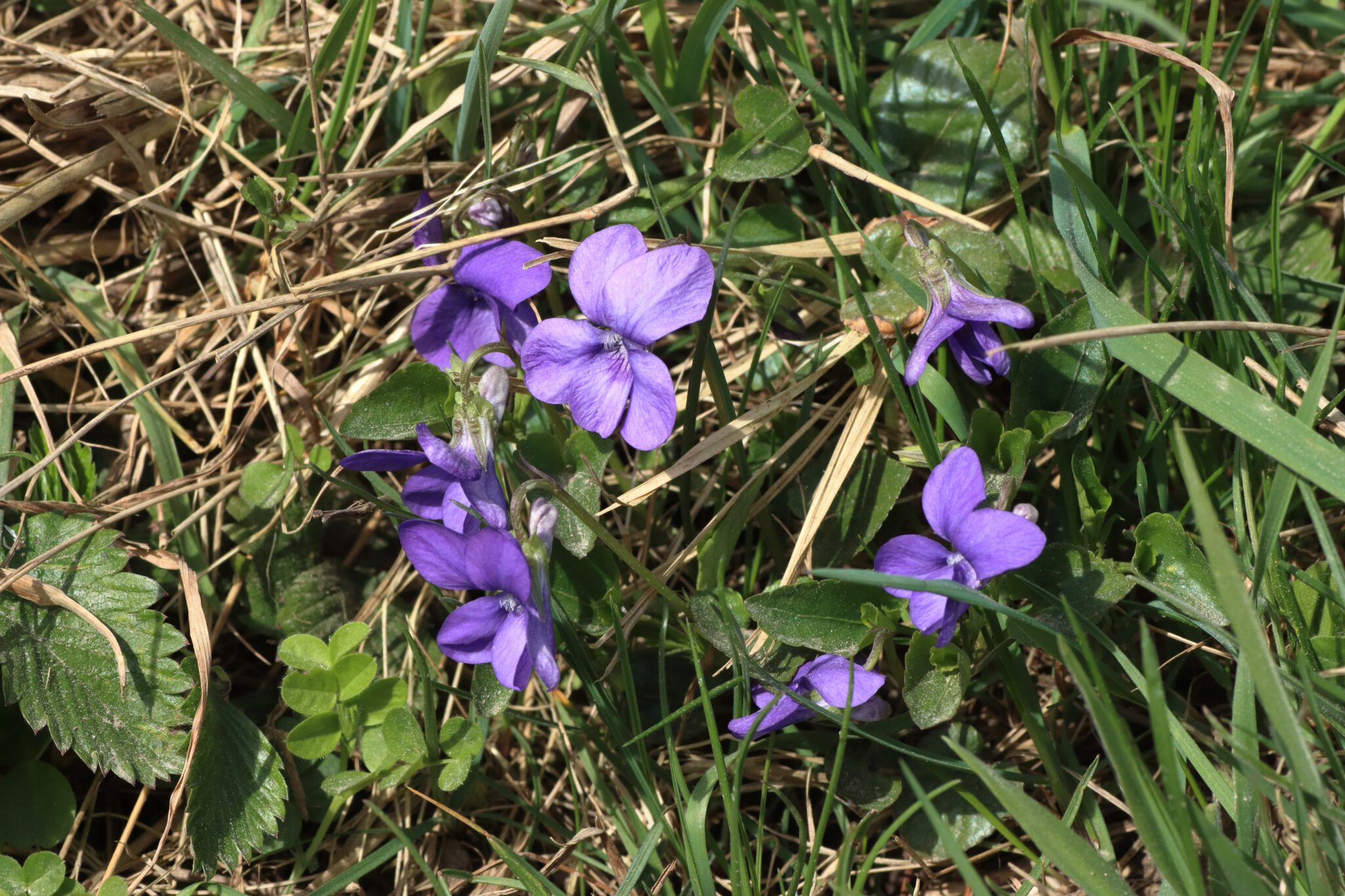 hain-veilchen-viola-riviniana-blumen-und-natur