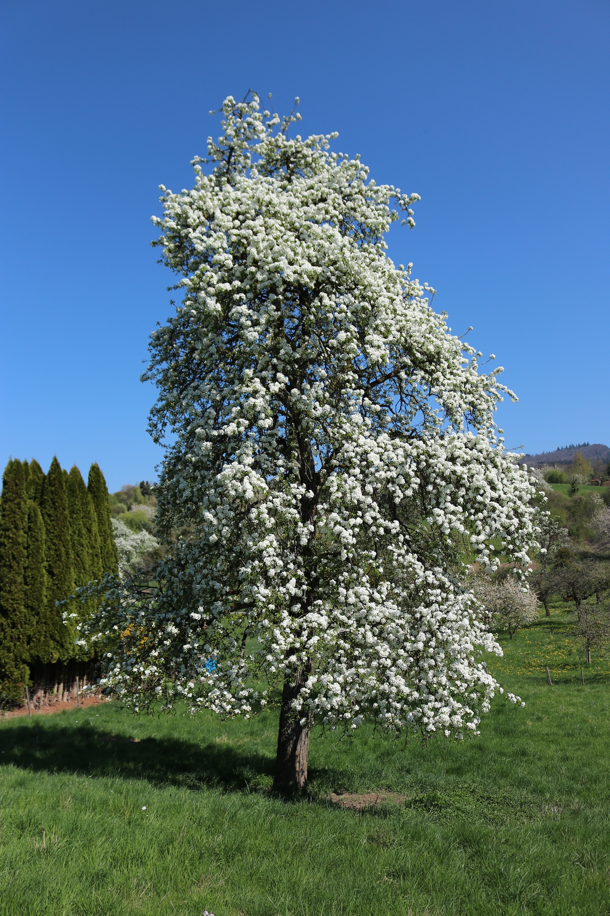 Mostbirne - Gesamter Baum