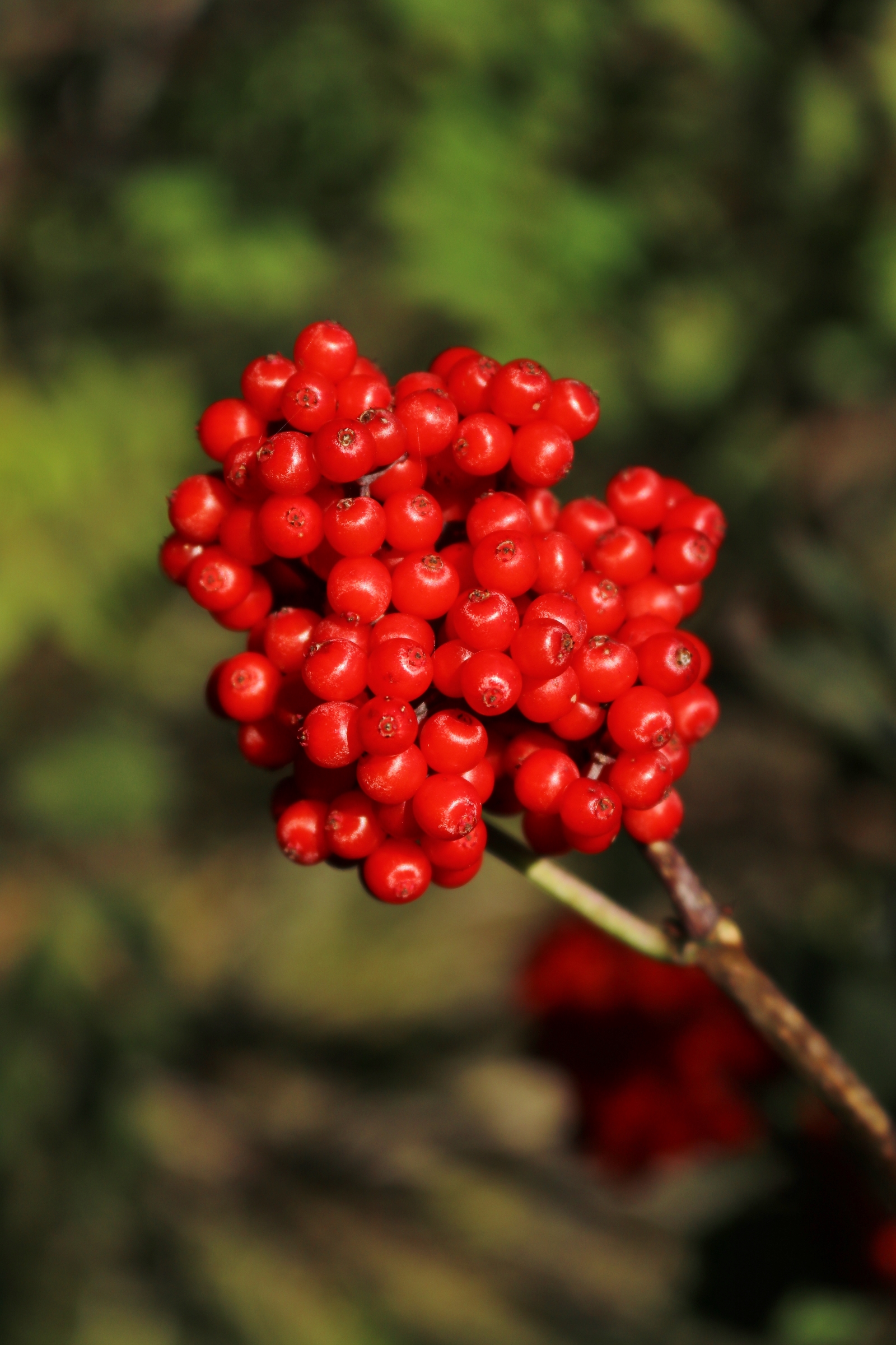 Nahaufnahme einer Frucht vom roten Holunder mit zahlreichen kleinen, glänzenden, roten Beeren, die dicht an dicht an einem dünnen Zweig hängen. Der Hintergrund ist unscharf und zeigt grüne und braune Farbtöne.