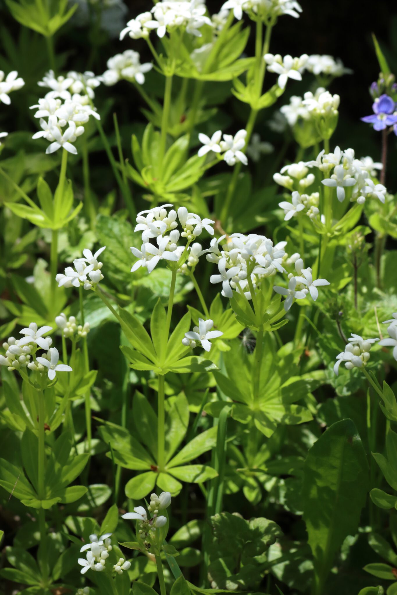 Waldmeister (Galium odoratum) – Blumen und Natur