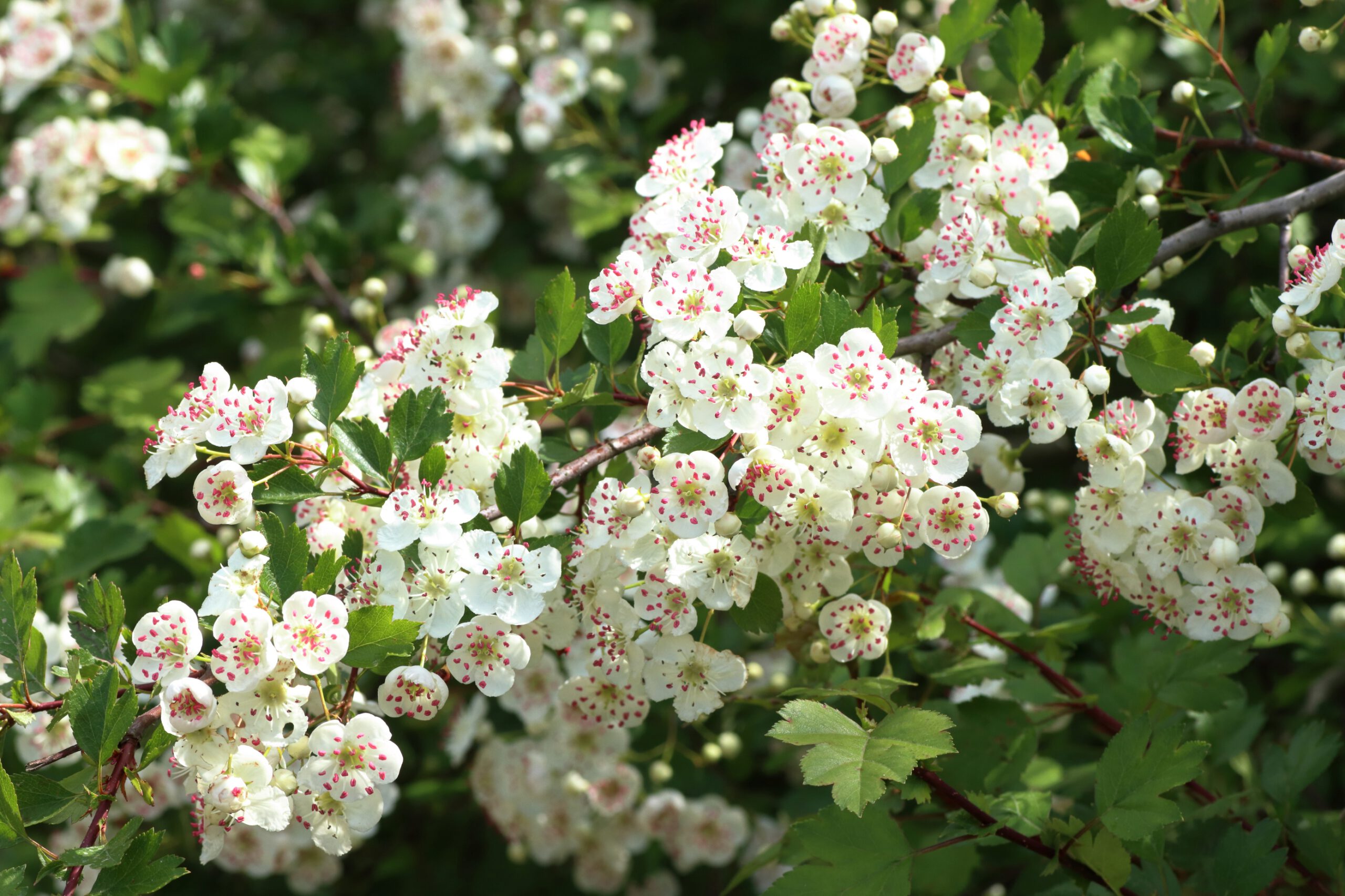 Zweigriffeliger Wei dorn Crataegus Laevigata Blumen Und Natur Zweigriffeliger Wei dorn Crataegus Laevigata Blumen Und Natur