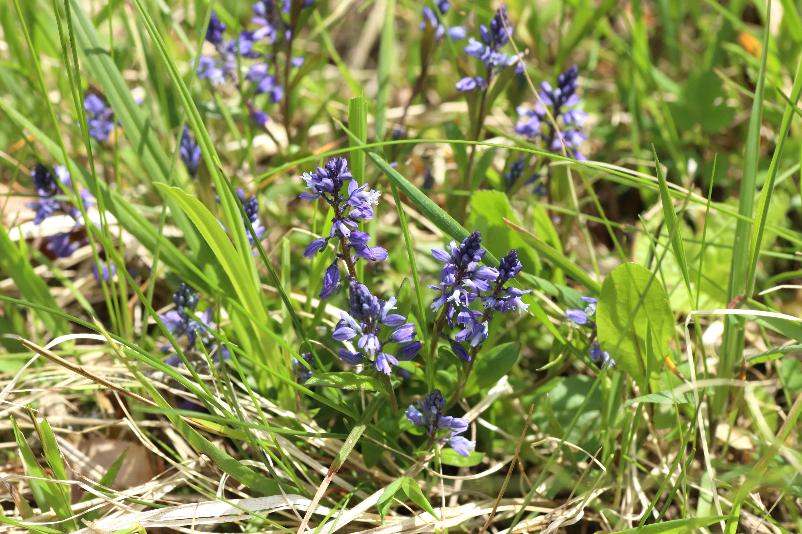 Eine Gruppe von blau gefärbten Kreuzblume mit kleinen Blüten. Die Blüten sitzen an einer Traube am Stängel. Die einzelnen Blüten bestehen aus zwei verkehrt eiförmigen Blütenblättern. Das mittlere Kronblatt ist weiß gefärbt und hat ein gefranstes Ende. Die Pflanze wächst in einer Wiese. 