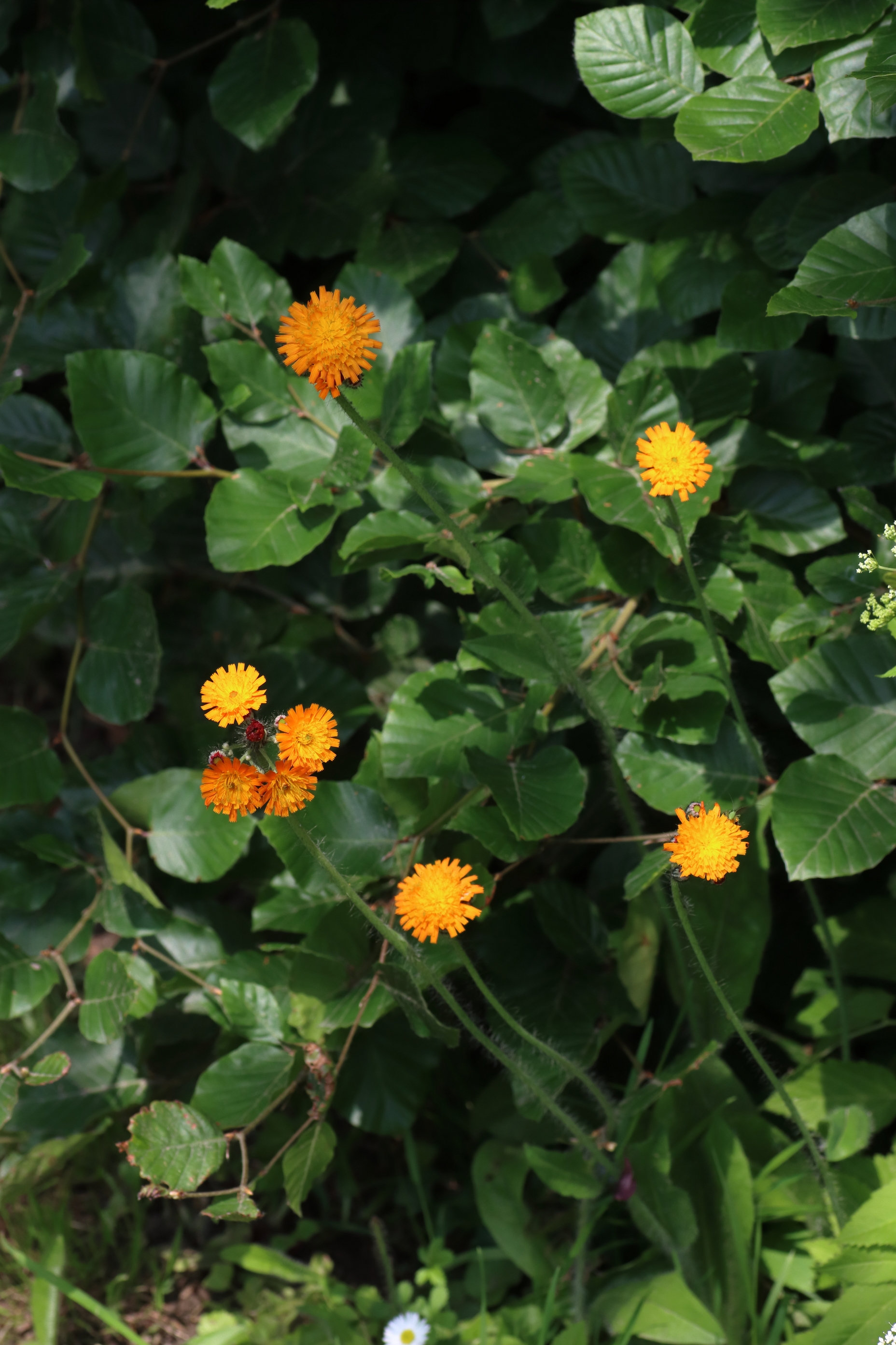 Orangerotes Habichtskraut - Gesamte Pflanze