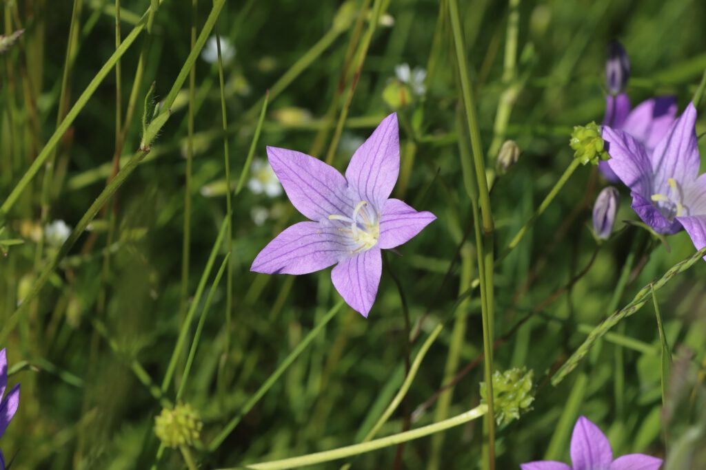 Wiesen-Glockenblume (Campanula patula) – Blumen und Natur