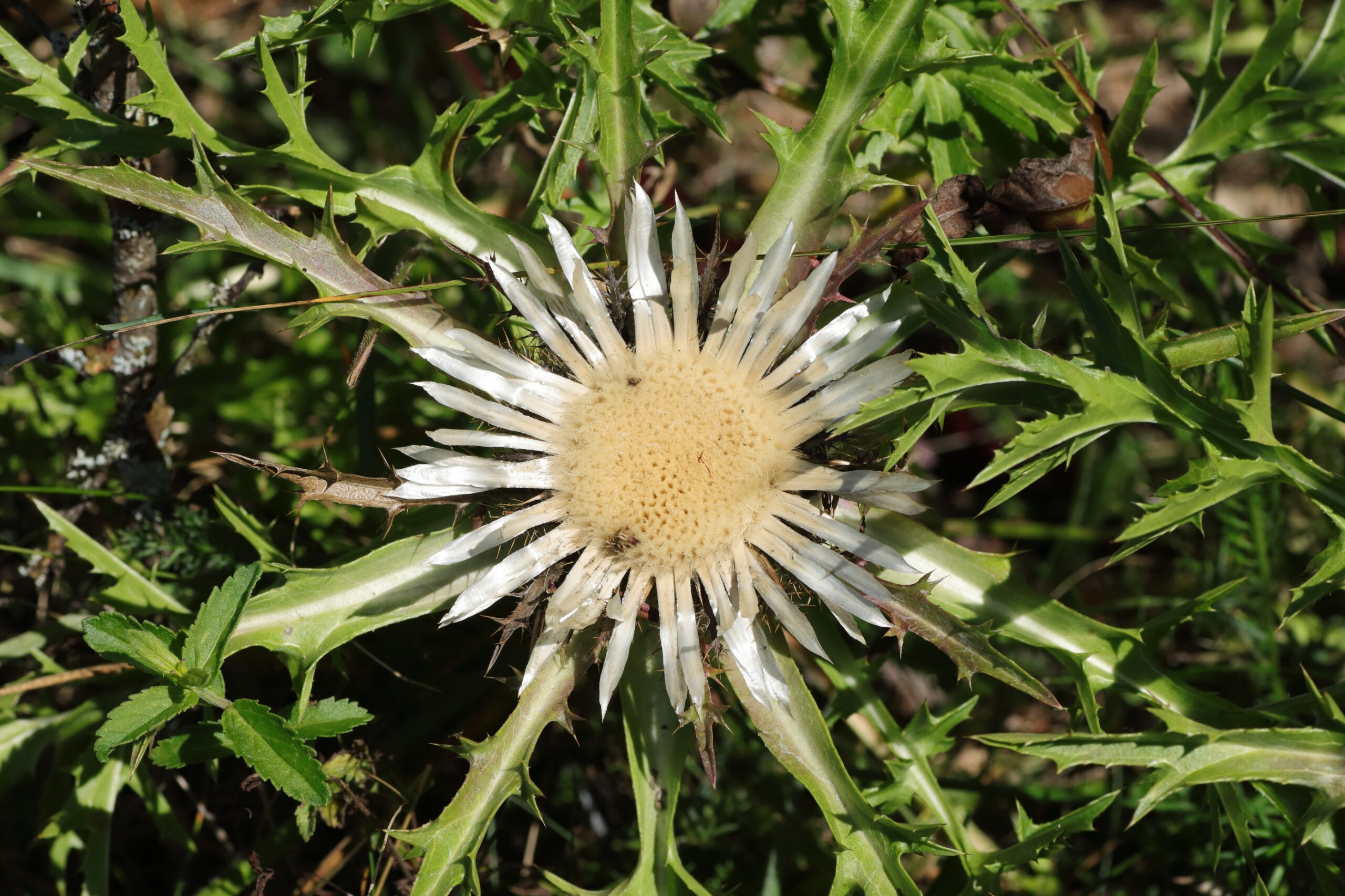 curlyleaf silver thistle