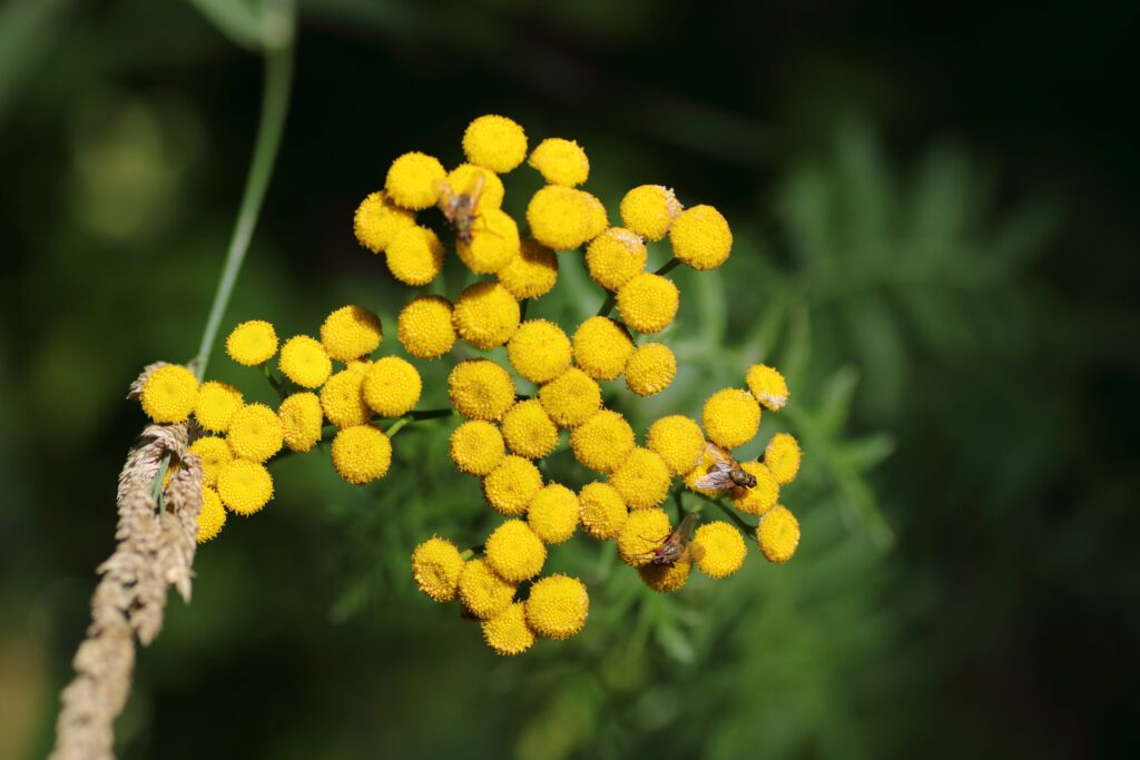 Rainfarn (Tanacetum vulgare) Blumen und Natur