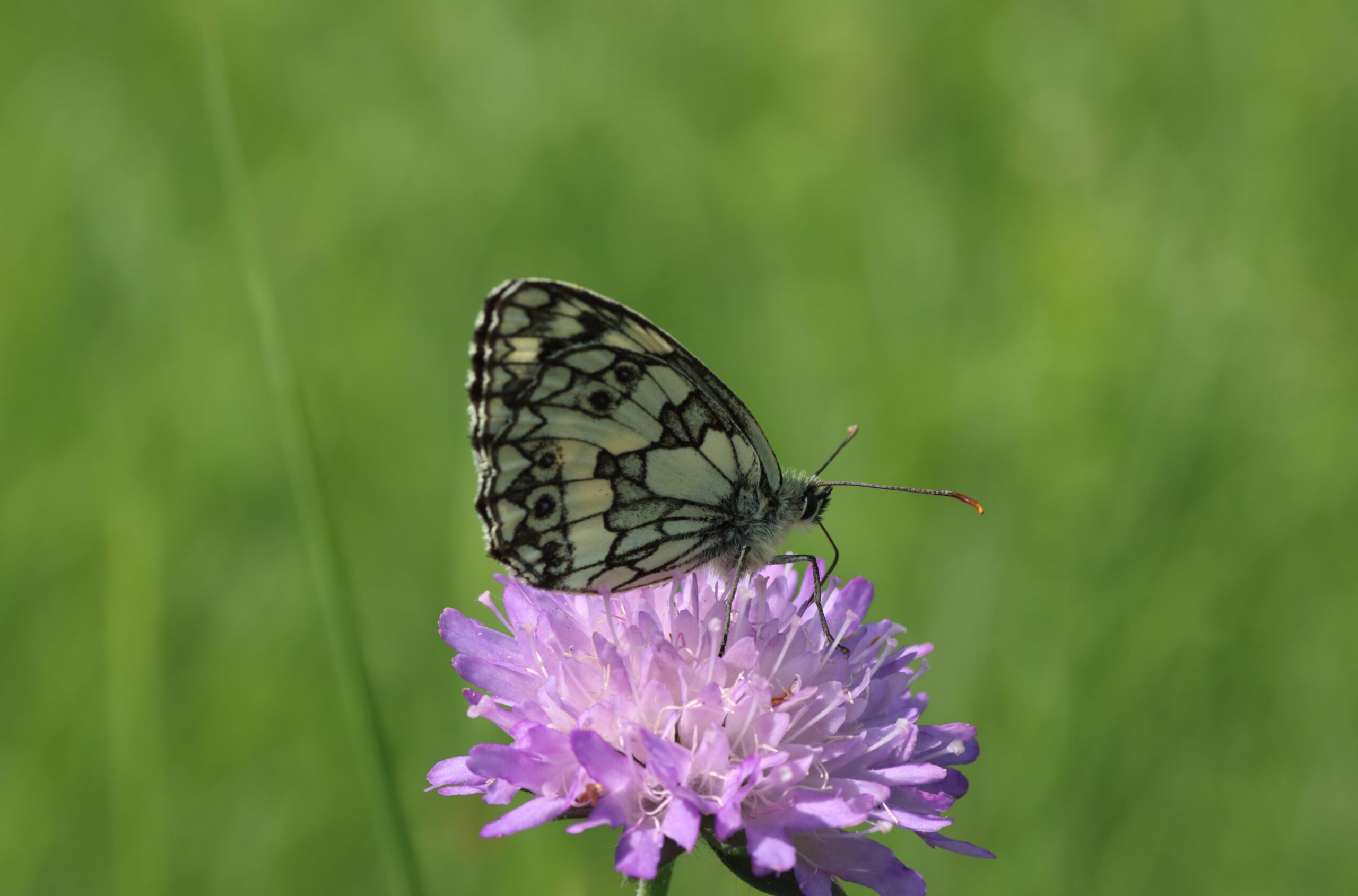 Schachbrettfalter - Unterseite - Schmetterling