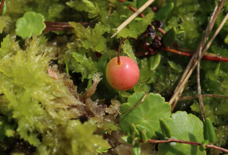 Gewöhnliche Moosbeere (Vaccinium oxycoccos) Blumen und Natur