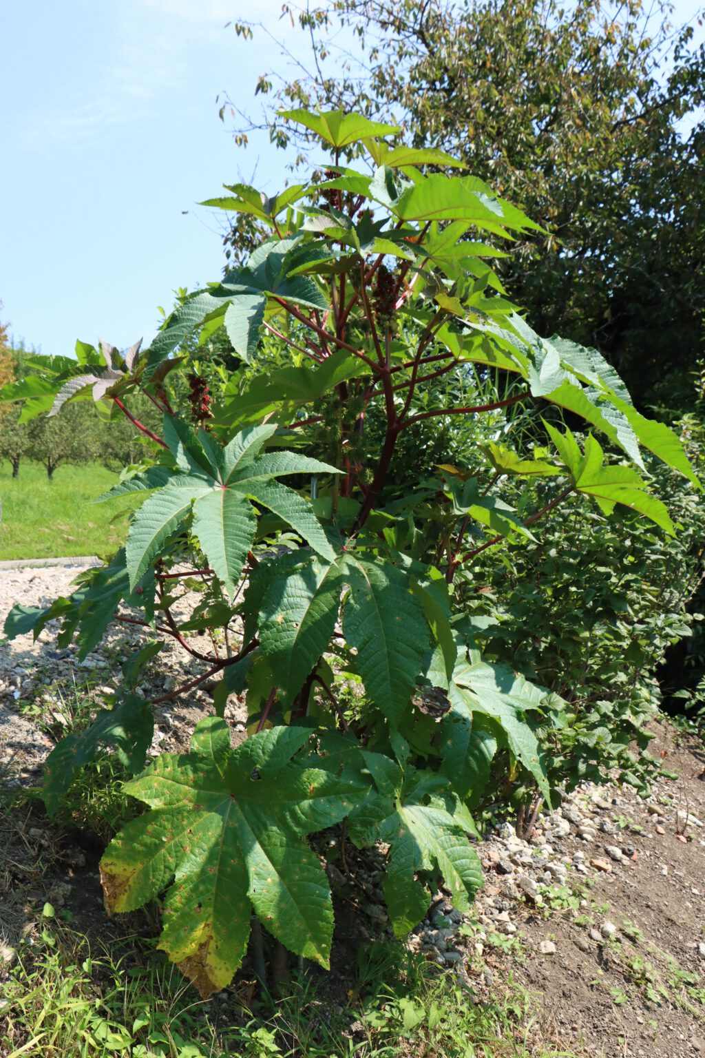 Rizinus-Strauch (Ricinus communis) – Blumen und Natur