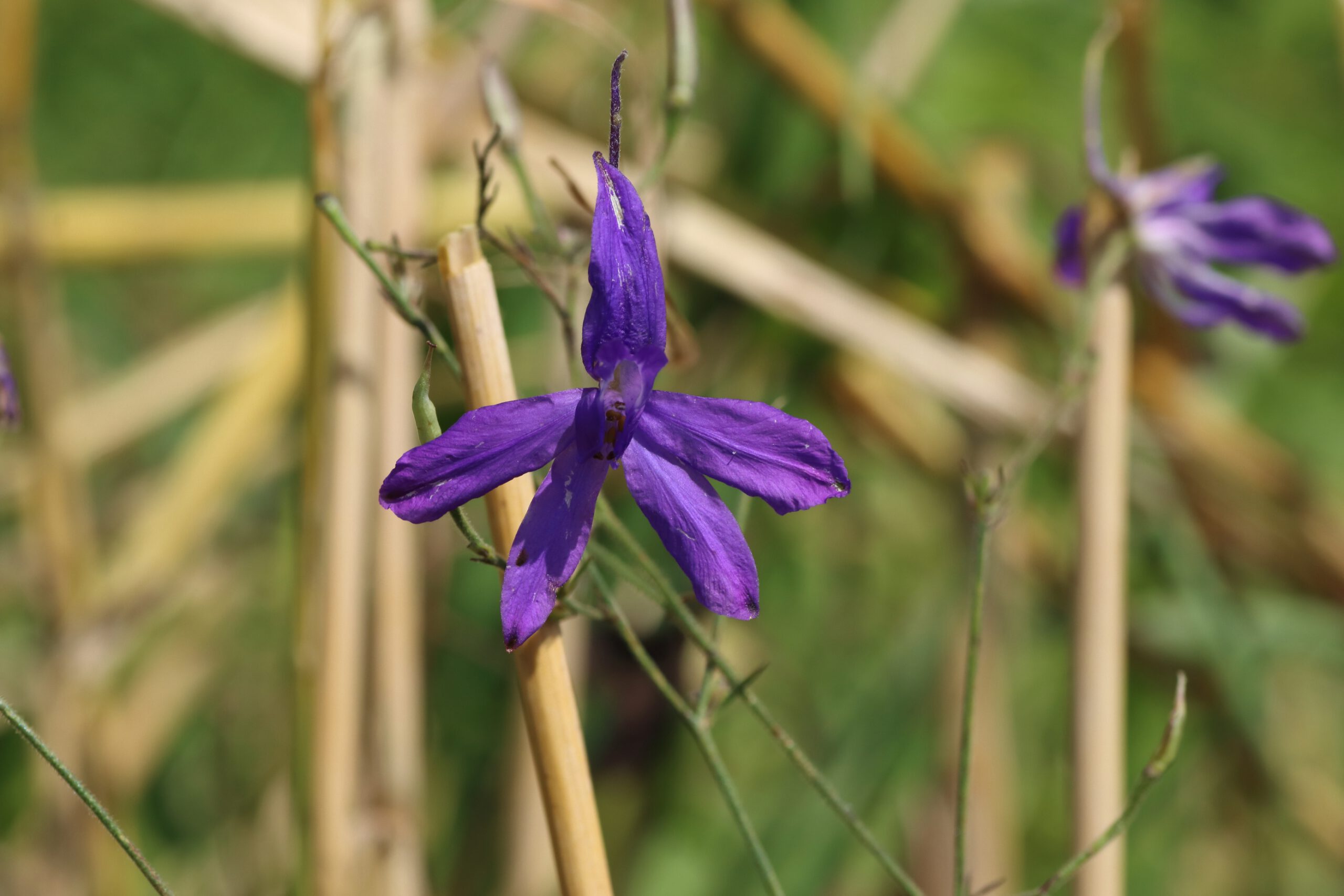 Die violett gefärbte Blüte des Acker-Rittersporn, die zygomorph aufgebaut sind.