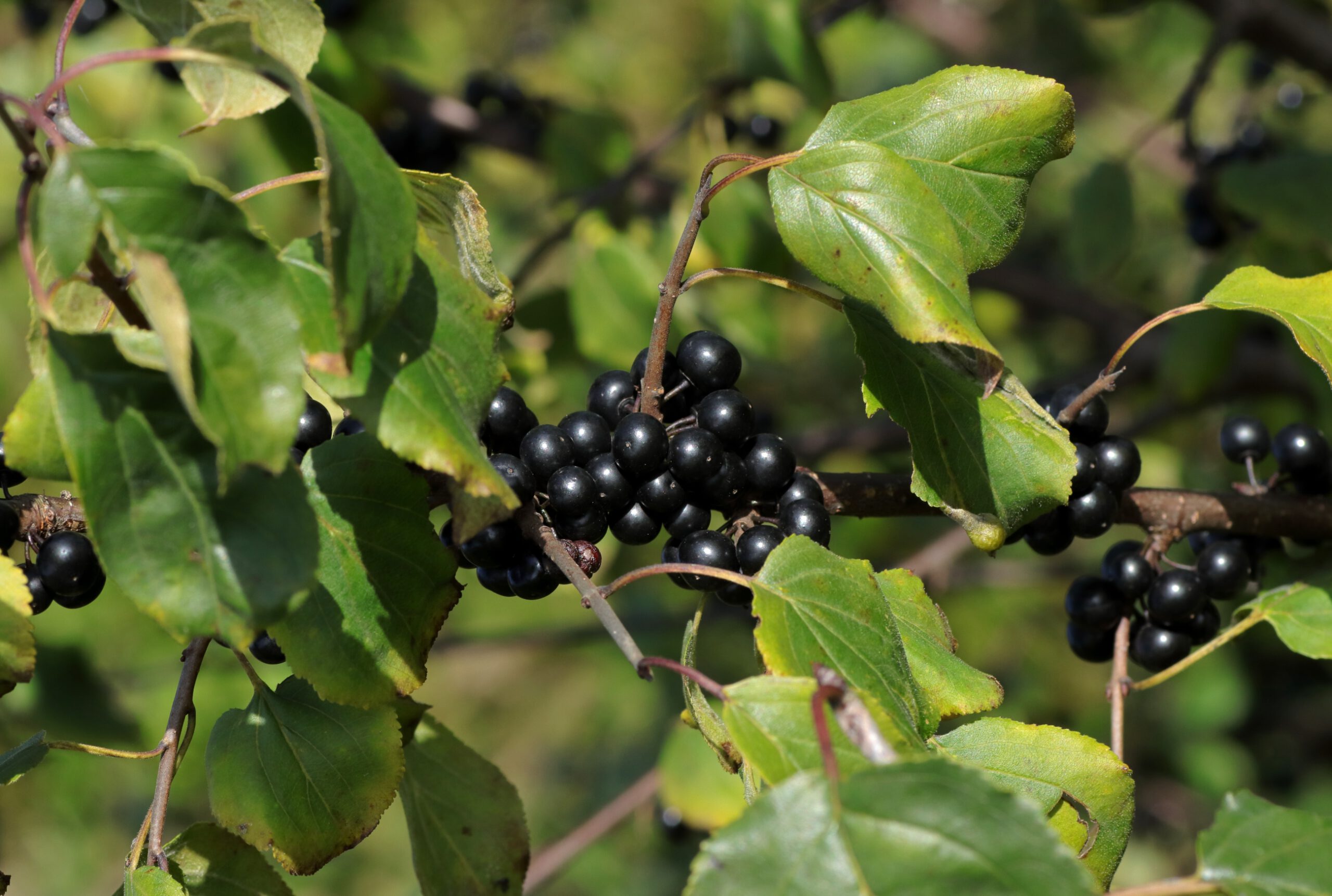 Die schwarzen Früchte des Purgier-Kreuzdorn sitzen direkt an den Ästen und sind von grünen Blättern bedeckt.