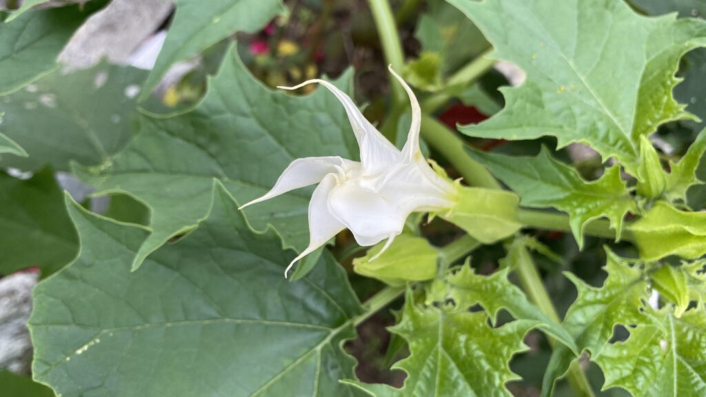 Blüte des gemeinen Stechapfel - die weiße trichterförmige Blüte ist mit langen Stacheln besetzt