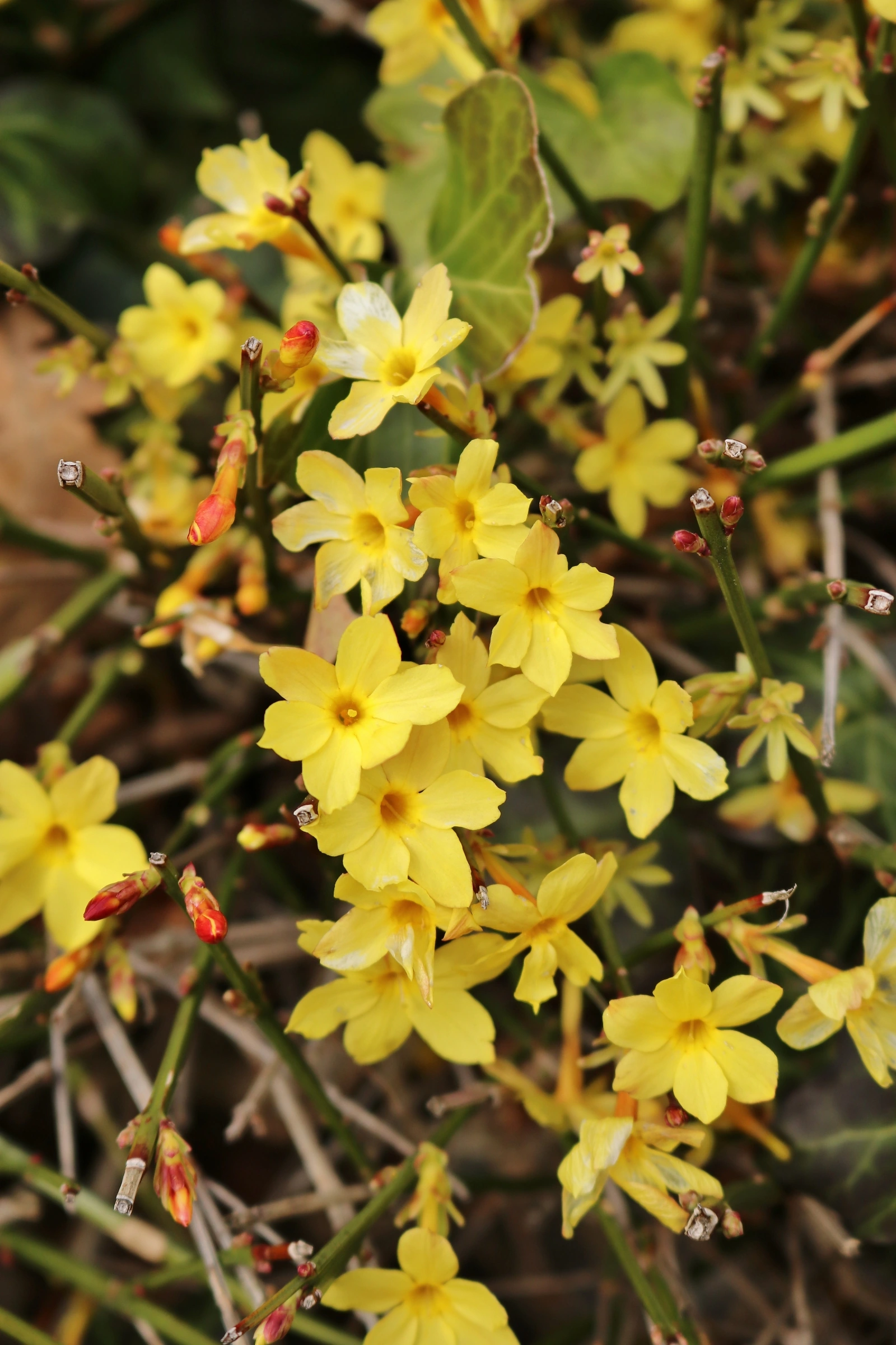 Winter-Jasmin in der Blüte