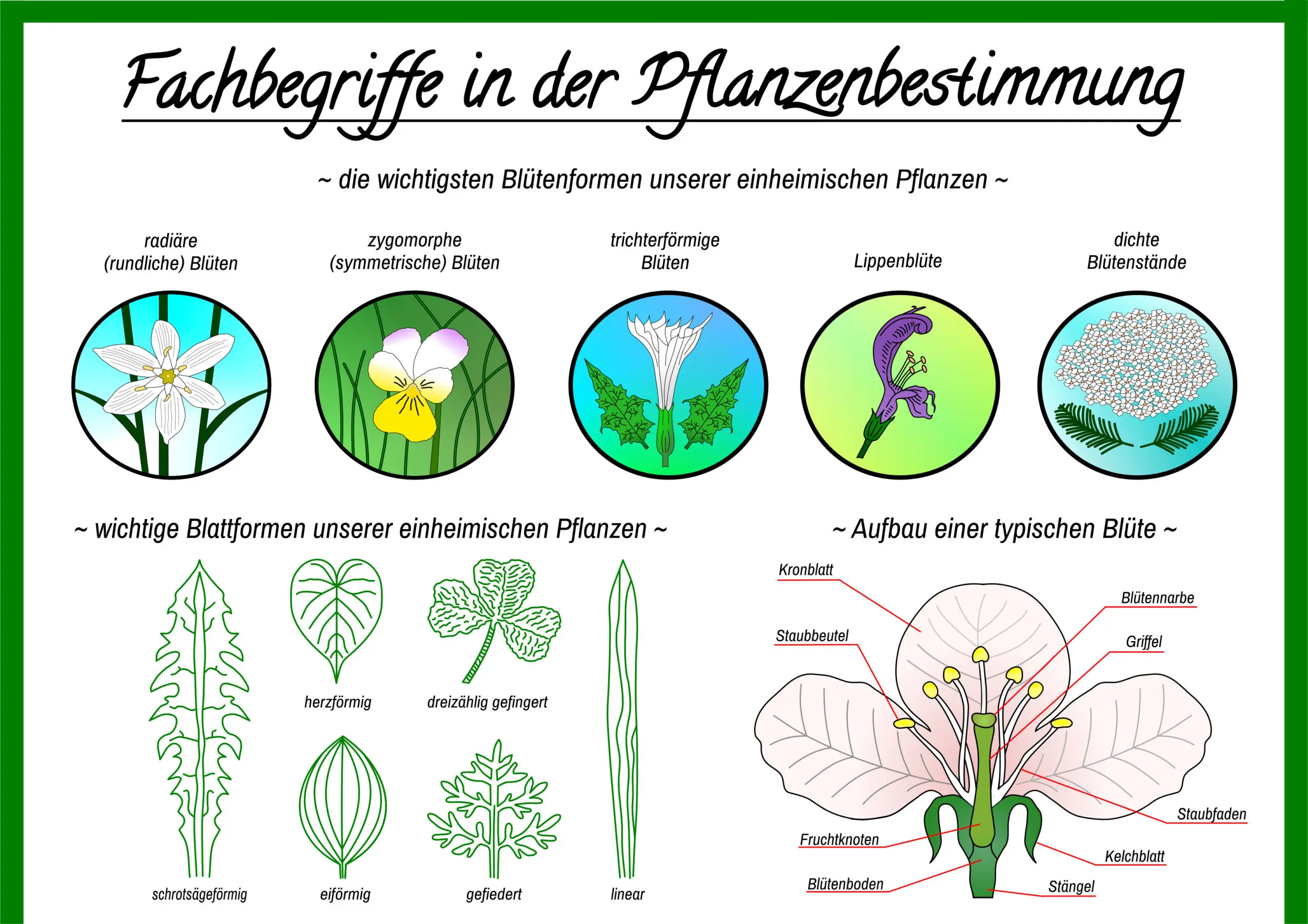 Die wichtigsten Fachbegriffe der Pflanzenbestimmung -  ein Ausschnitt aus dem PDF / Bild