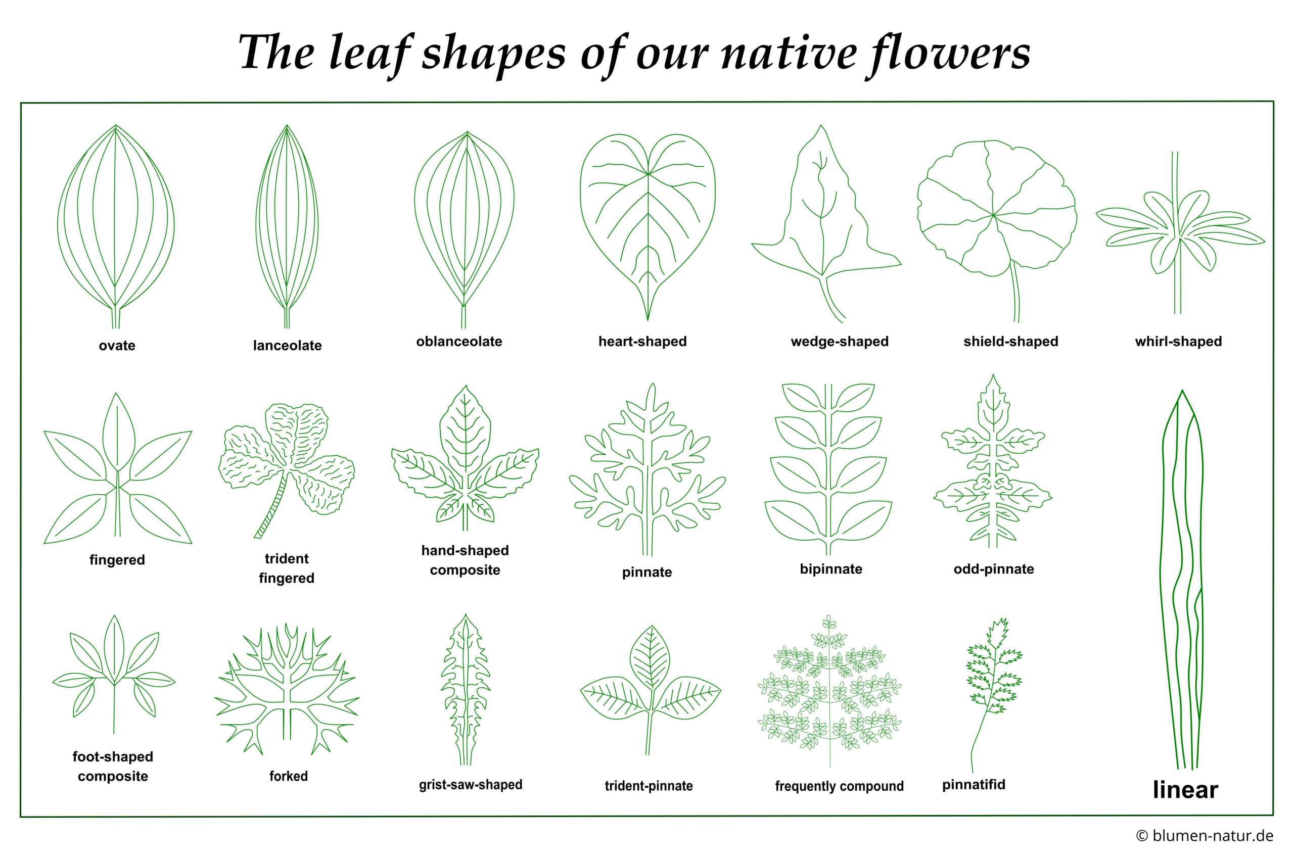 The leaf shapes of our native flowers with special terminology