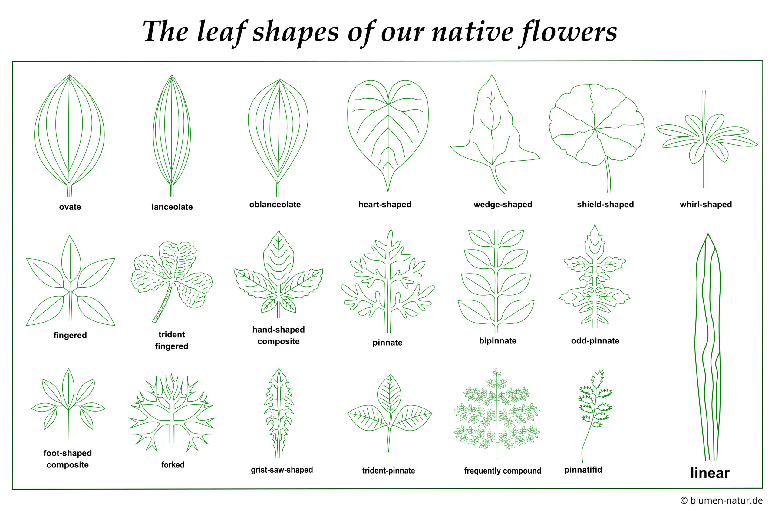 Special Terminology For Plant Identification Blumen Und Natur