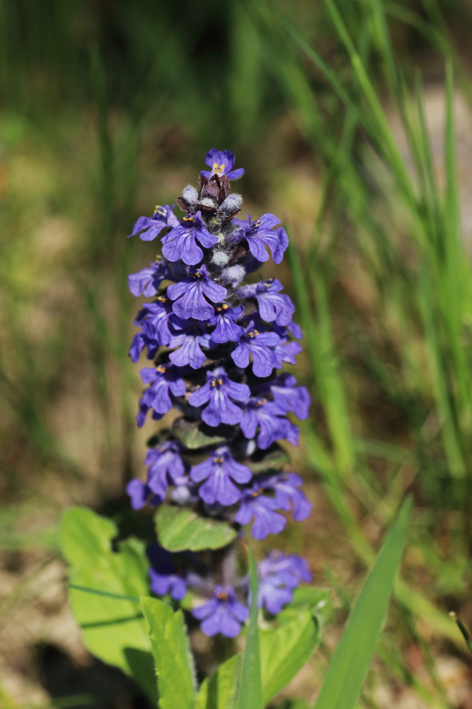 Kriechender Günsel - aufrechter Blütenstand mit einer Vielzahl von zygomorphen, blau gefärbten Blüten. Aus den Blüten stehen die gelben Staubblätter heraus. 
