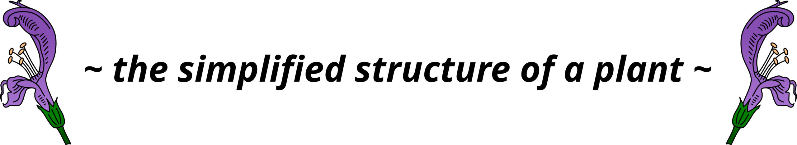 the simplified structure of a plant