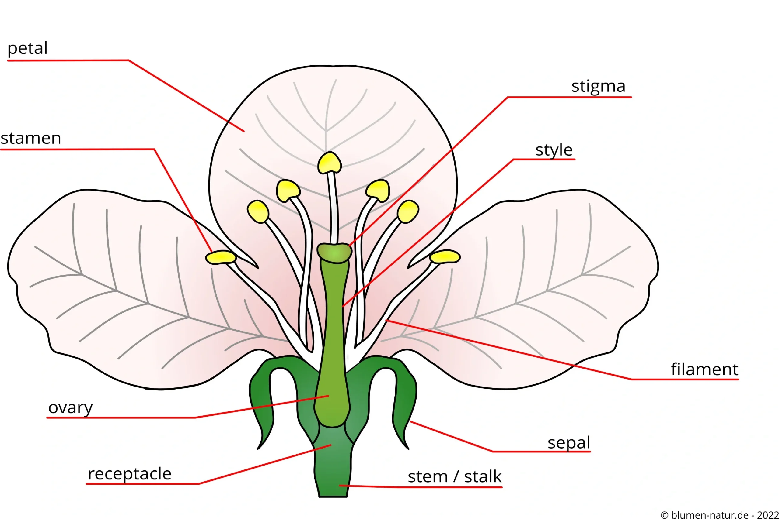 structure of a typical blossom with special terminology