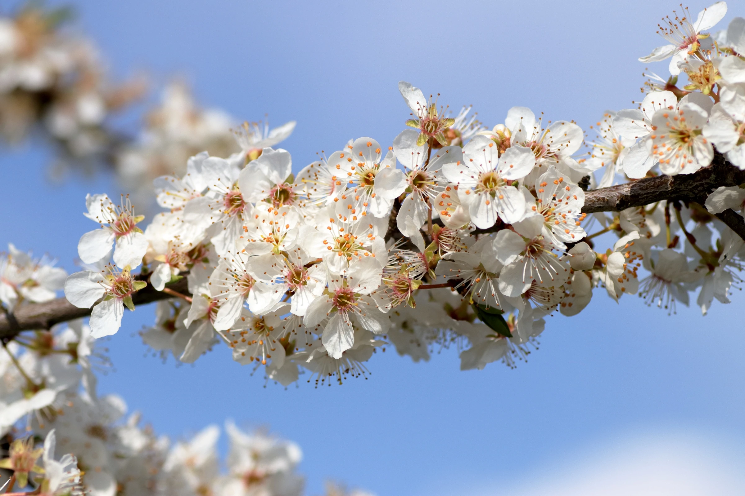 Kirschpflaume - In der Mitte zieht sich ein Blütenstand von links nach rechts durch das Bild. Es handelt sich dabei um eine Ansammlung von Blüten an einem Ast. Die einzelnen Blüten haben eine weiße Färbung und besitzen gelb-orangene Staubblätter.