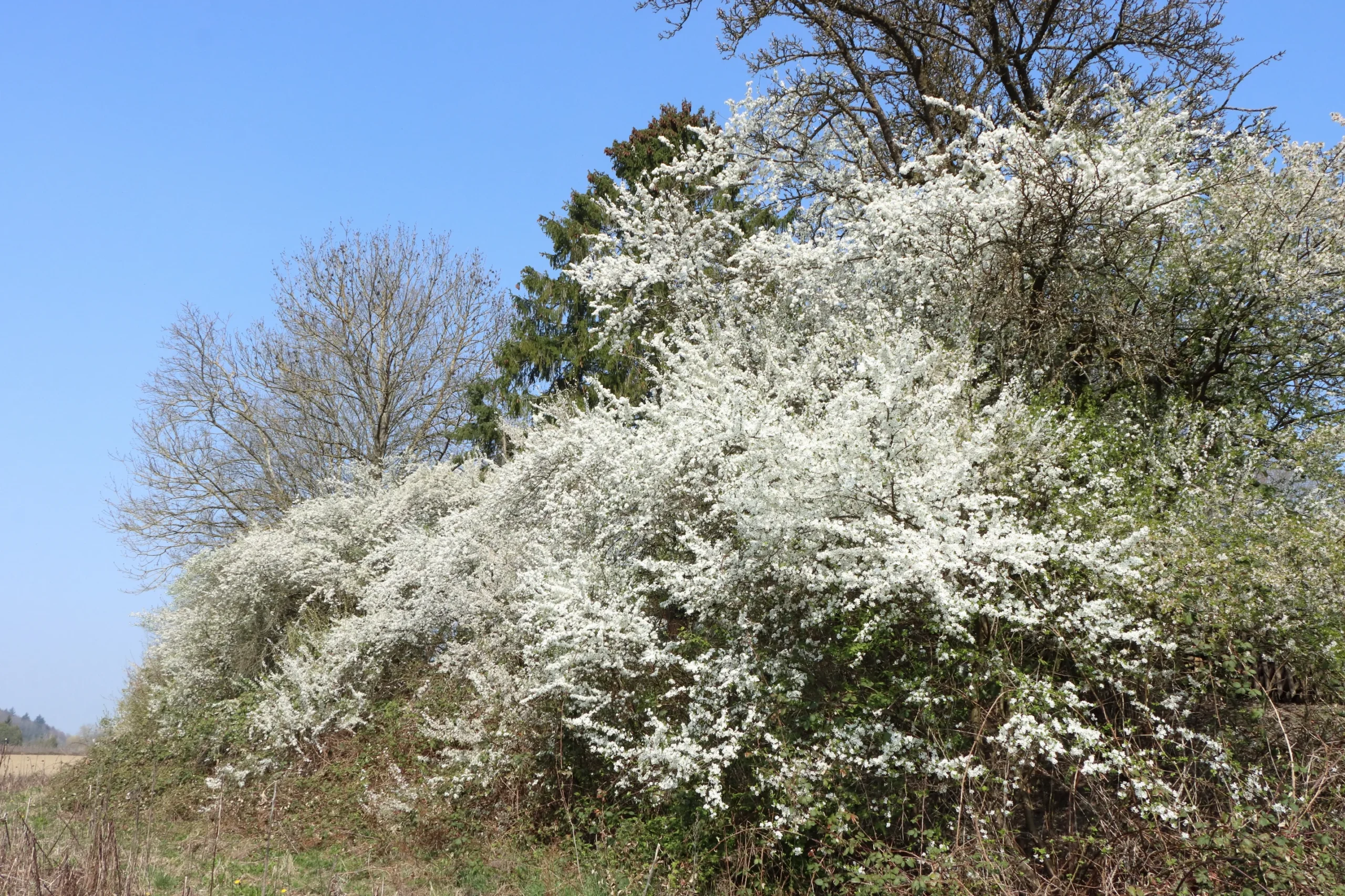 Kirschpflaume - eine Hecke mit vielen verschiedenen Sträuchern. Im Hintergrund stehen große Bäume. Die Hecke besteht aus Sträuchern die weiße Blüten besitzen. Am linken Bildrand sind noch nicht belaubte Bäume. Am rechten Bildrand steht ein schwarz gefärbter Birnbaum.