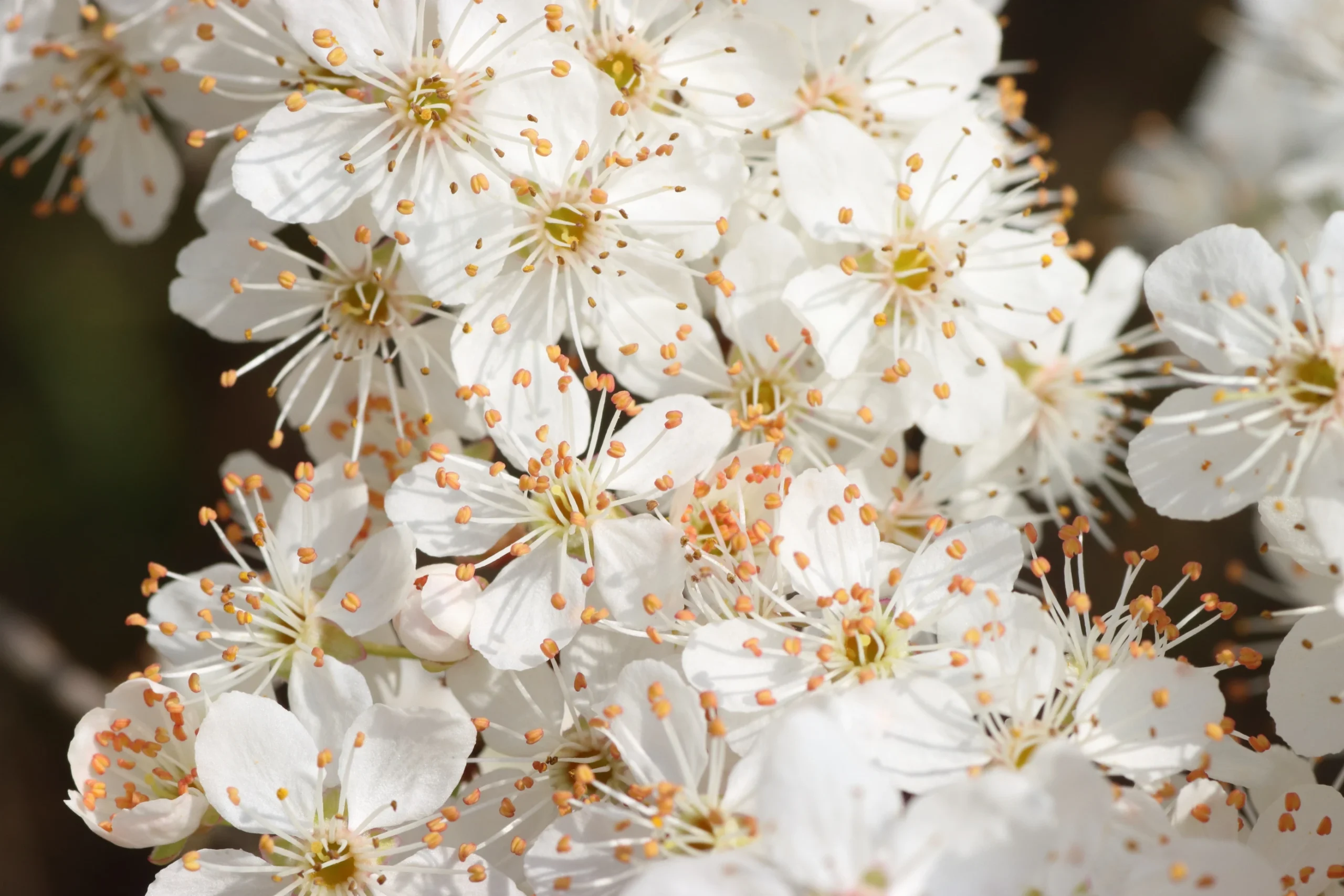 Kirschpflaume - weiße Blüten in der Mitte des Bildes mit orangenen Staubblättern die aus den Blüten herausstehen.