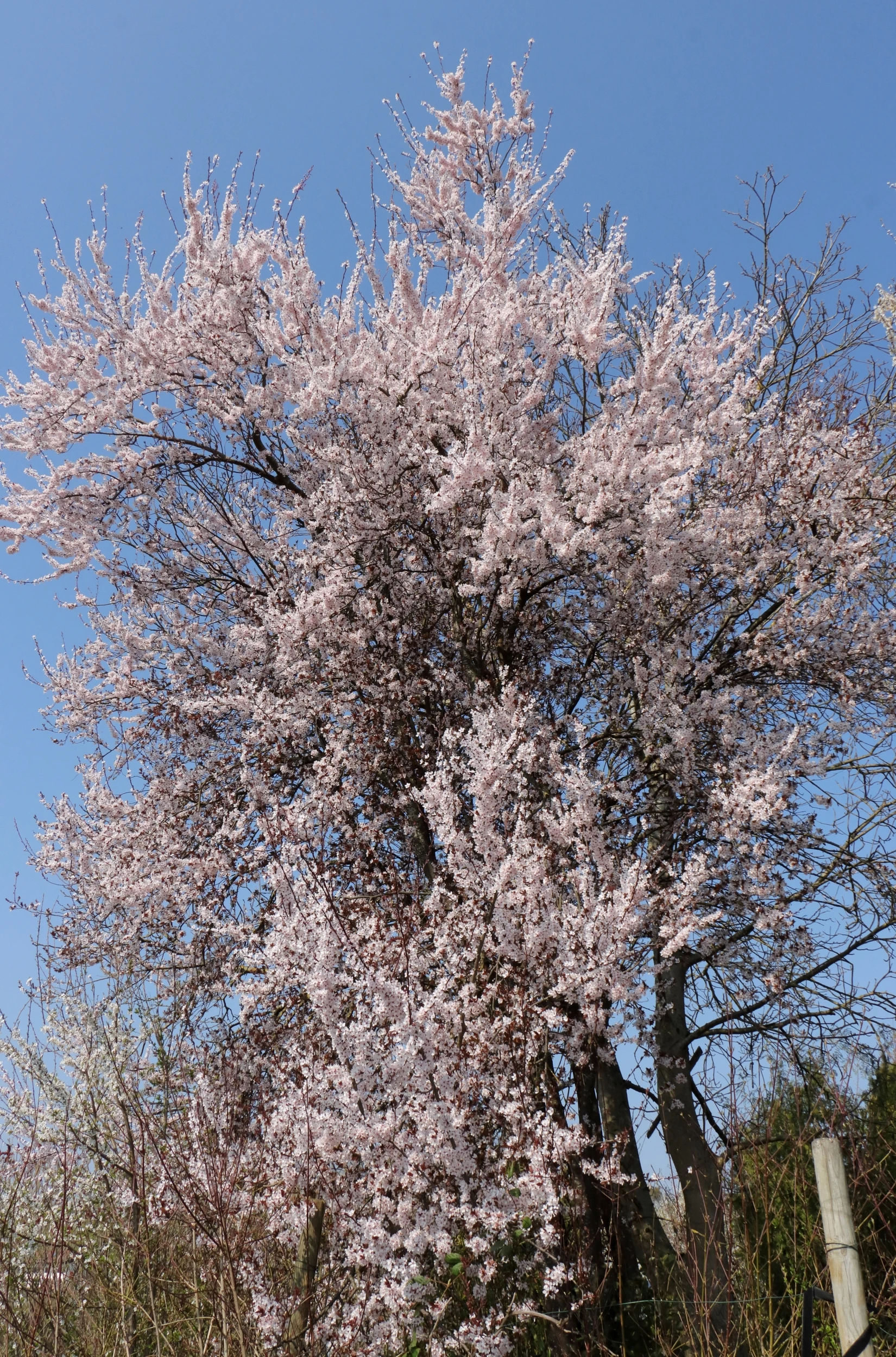 Blutpflaume - Der gesamte blühende Baum. Es handelt sich um einen ca. 5 Meter hohen Baum. Das Foto wurde vor dem Baum aufgenommen. Der Hintergrund besteht aus einem blauen Himmel.
